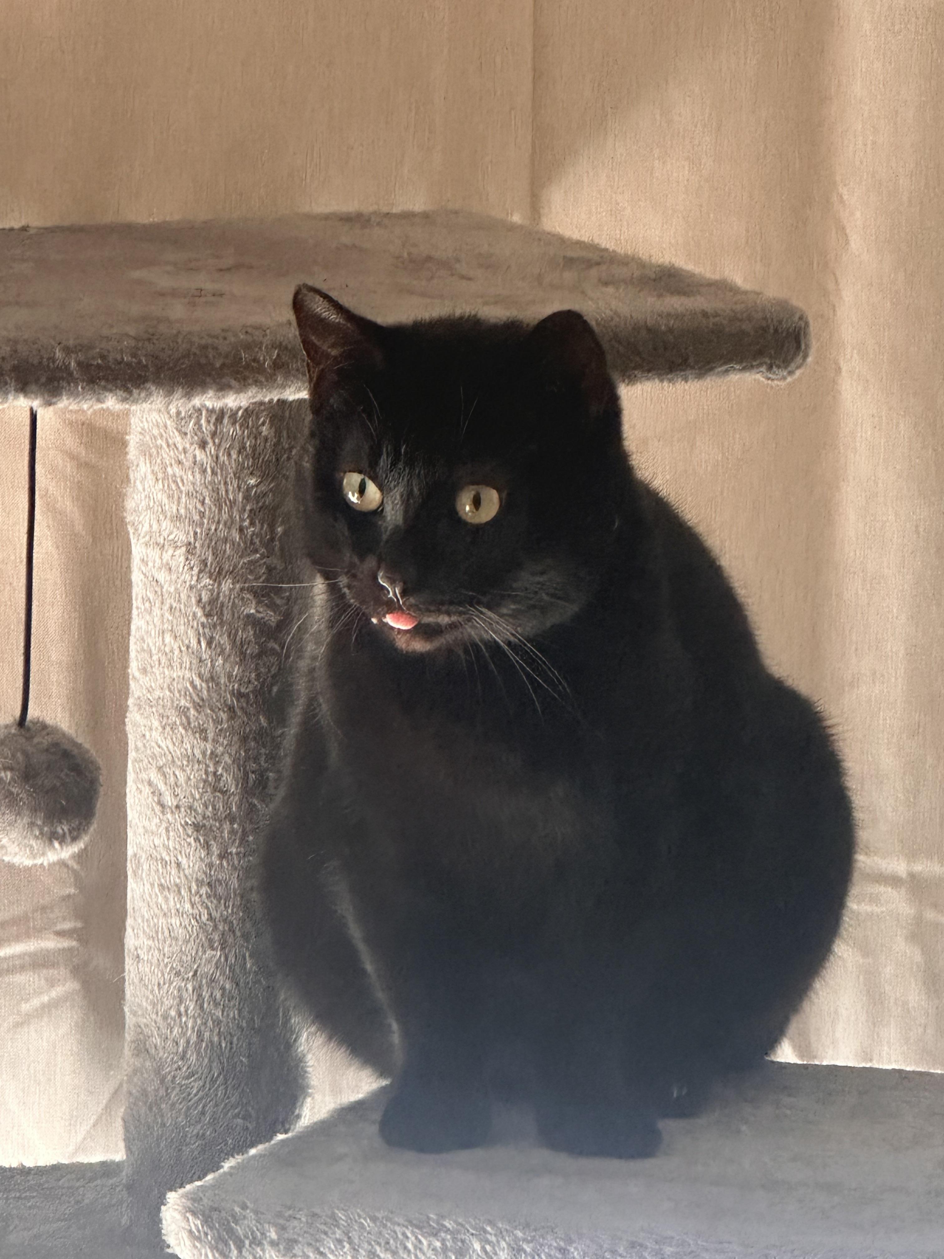 Enlarge Beauty (157922) (In a foster home), an adopted Domestic Short Hair in Baton Rouge, LA image 5/6