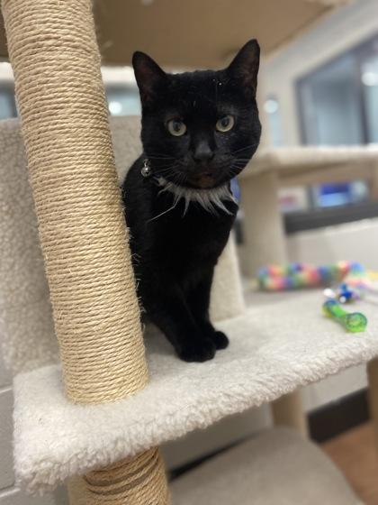 Enlarge Beauty (157922) (In a foster home), an adopted Domestic Short Hair in Baton Rouge, LA image 2/6