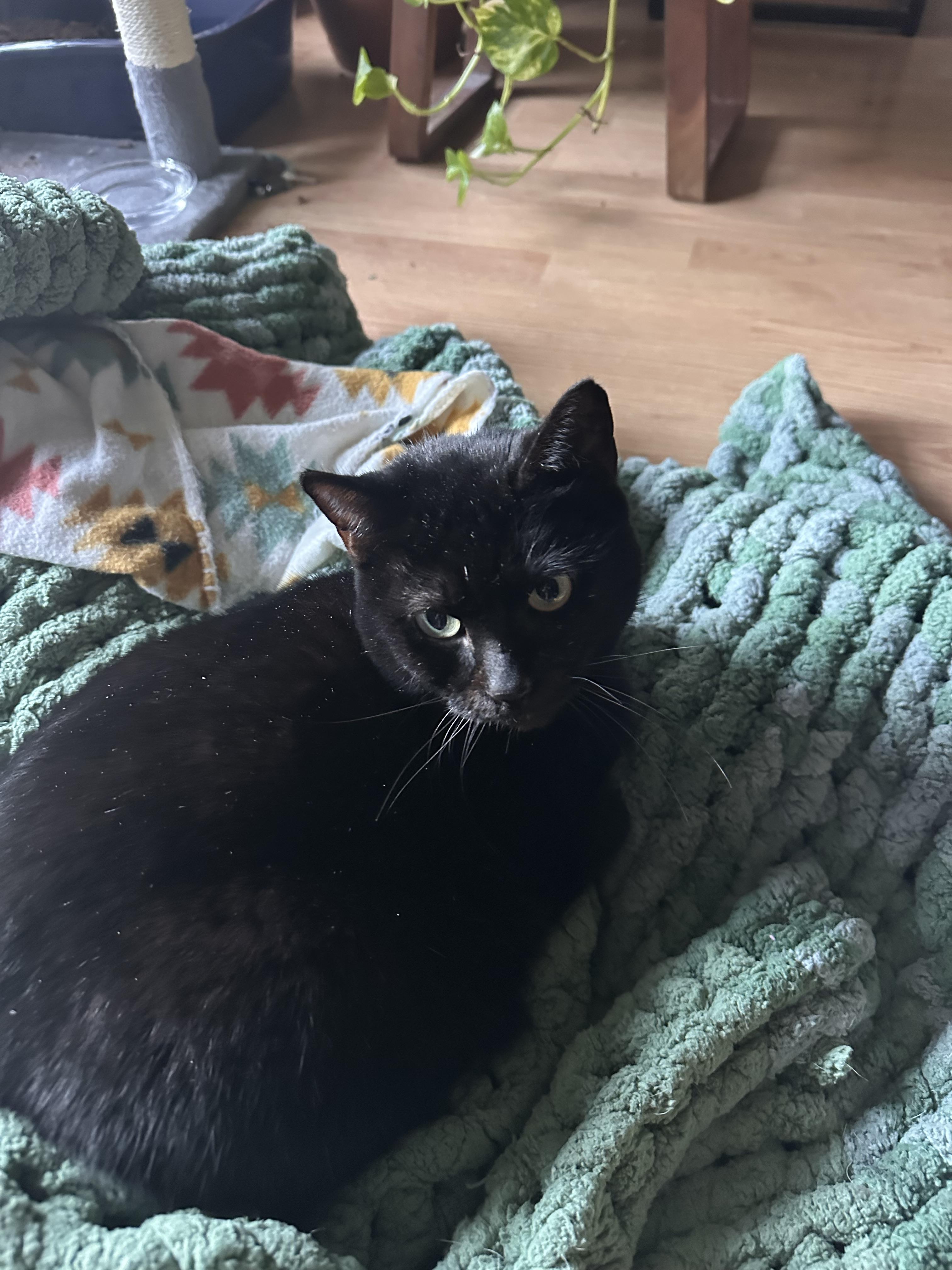 Enlarge Beauty (157922) (In a foster home), an adopted Domestic Short Hair in Baton Rouge, LA image 6/6