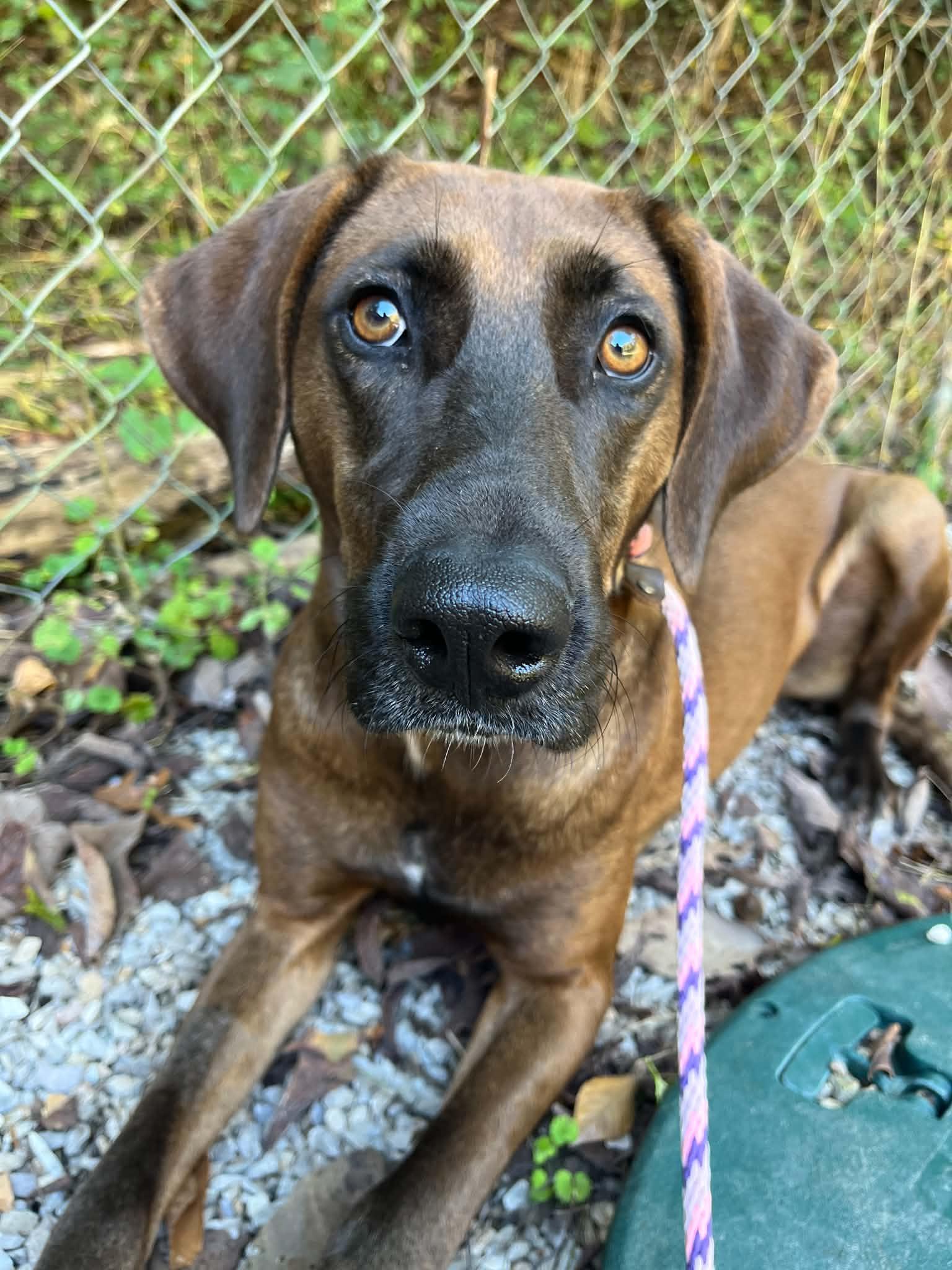 River, Adoptable, Adult Female Hound & Belgian Shepherd / Malinois.