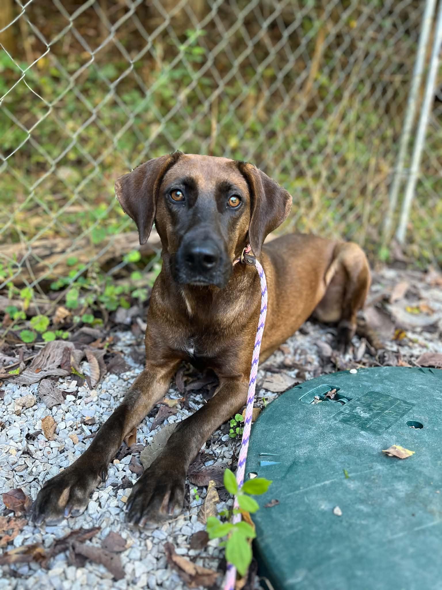 Enlarge River, a Adoptable mixed breed in Ona, WV image 3/3