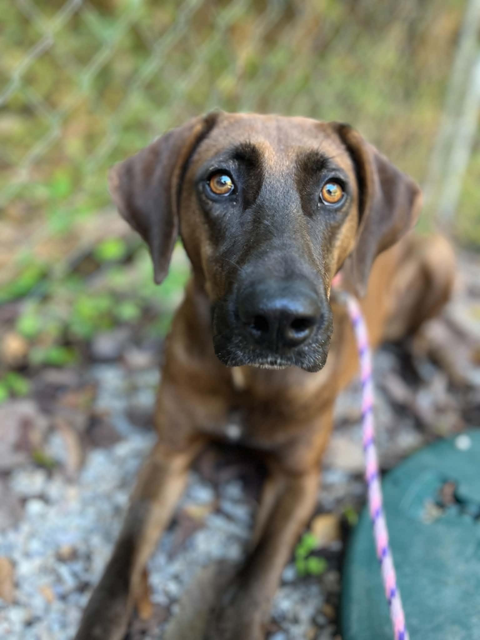 Enlarge River, a Adoptable mixed breed in Ona, WV image 2/3
