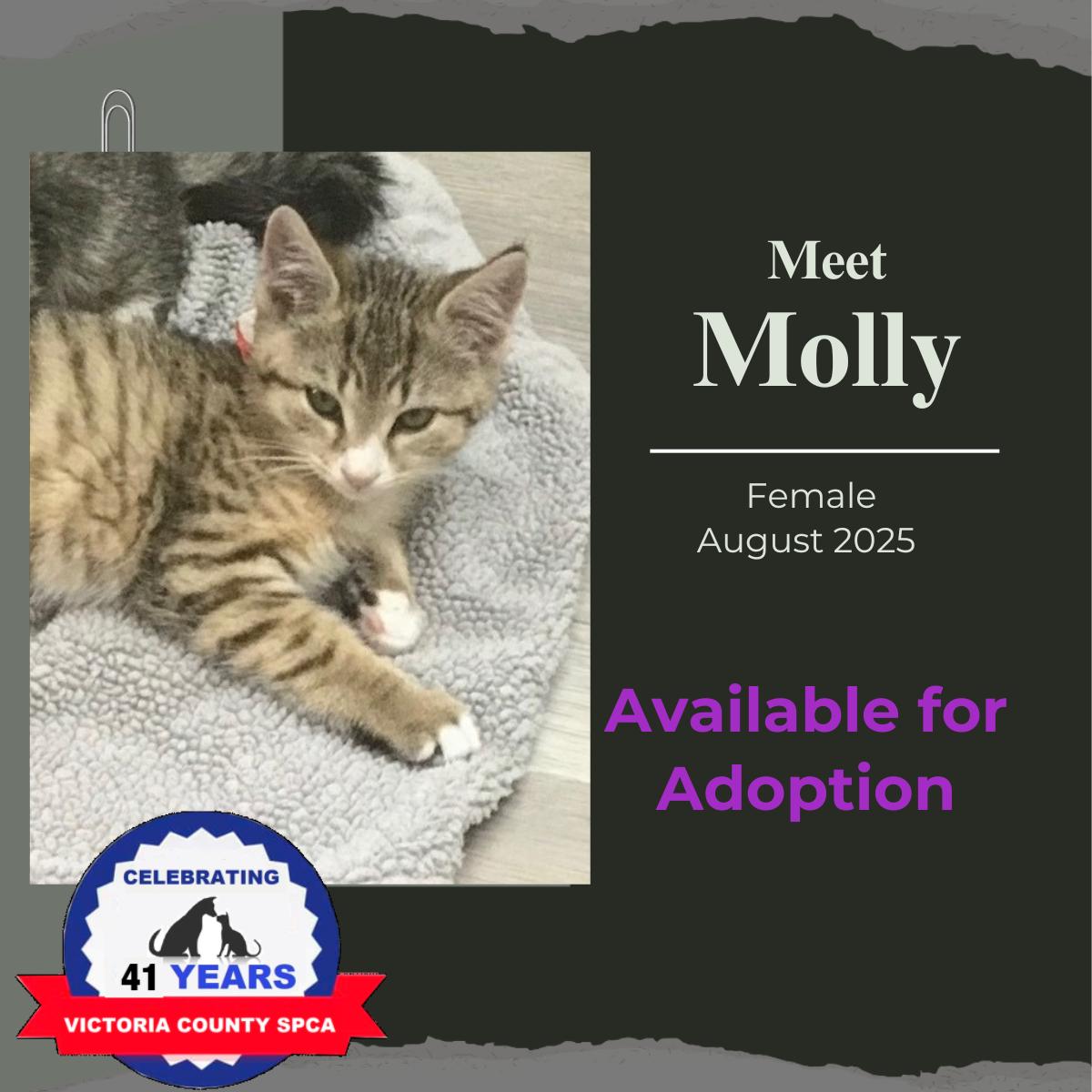 Enlarge Molly, a Adopted Domestic Short Hair in Arthurette, NB image 1/1