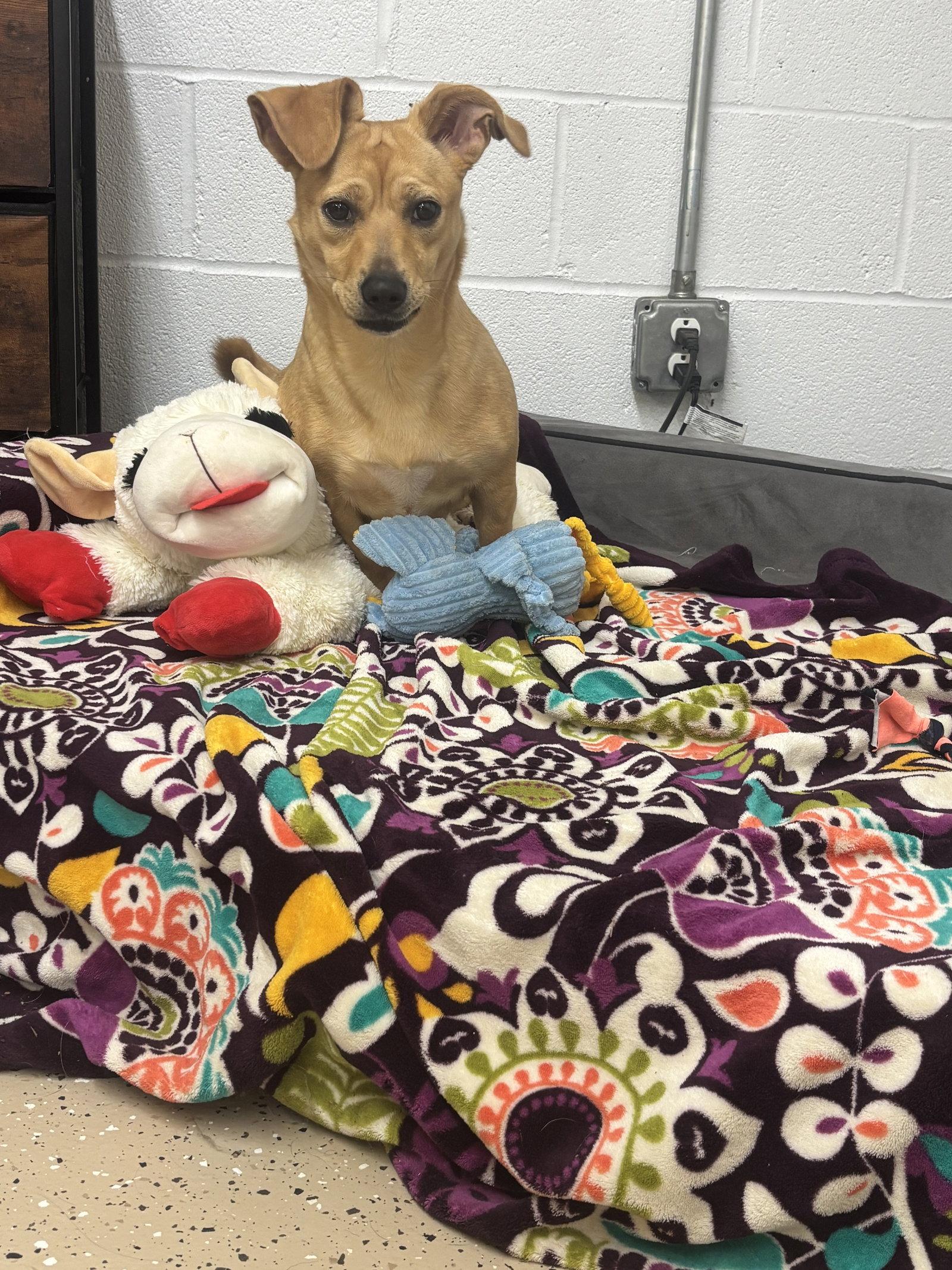 Enlarge Goldie, a Adoptable mixed breed in York, SC image 1/3