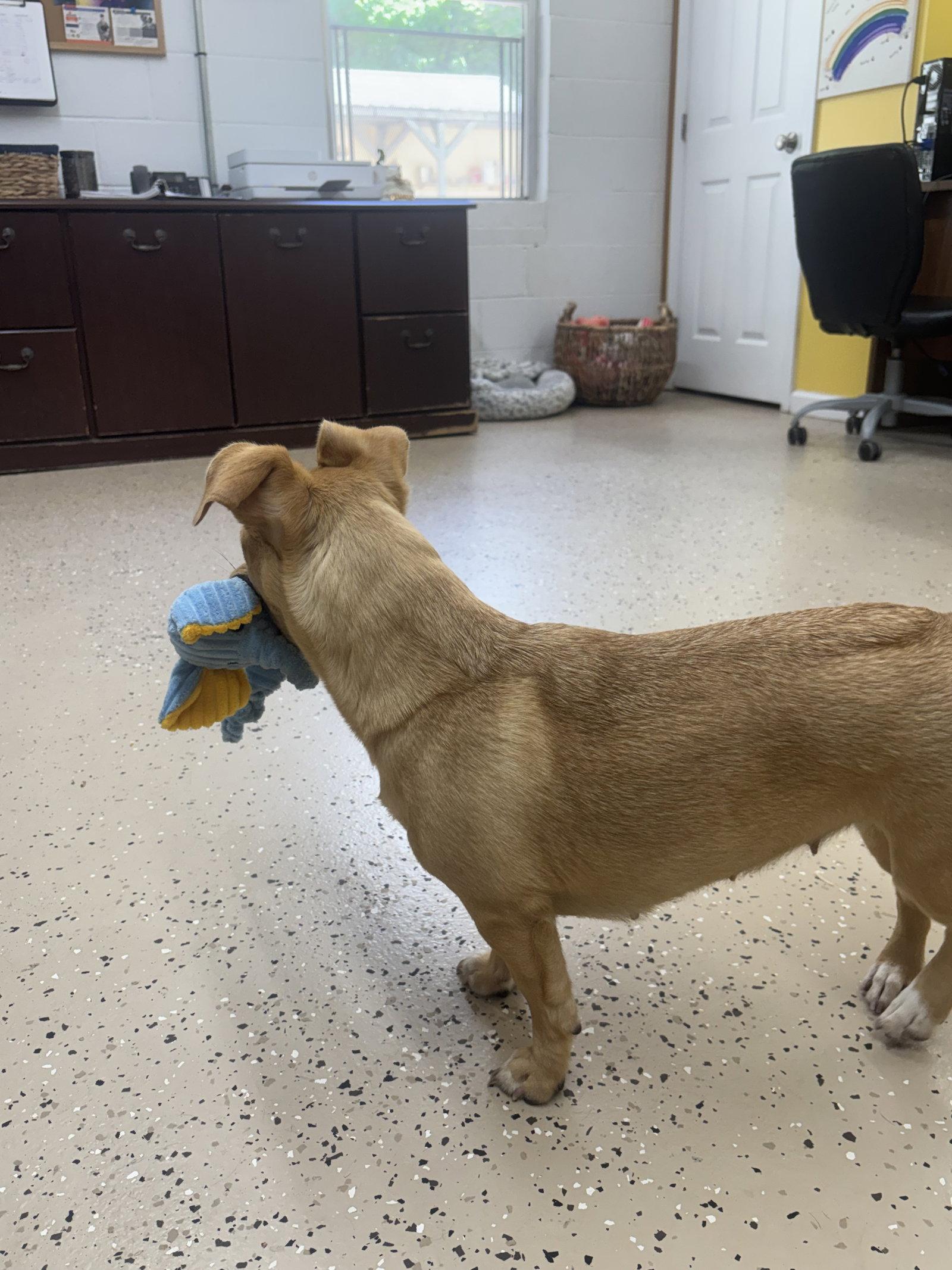 Enlarge Goldie, a Adoptable mixed breed in York, SC image 3/3