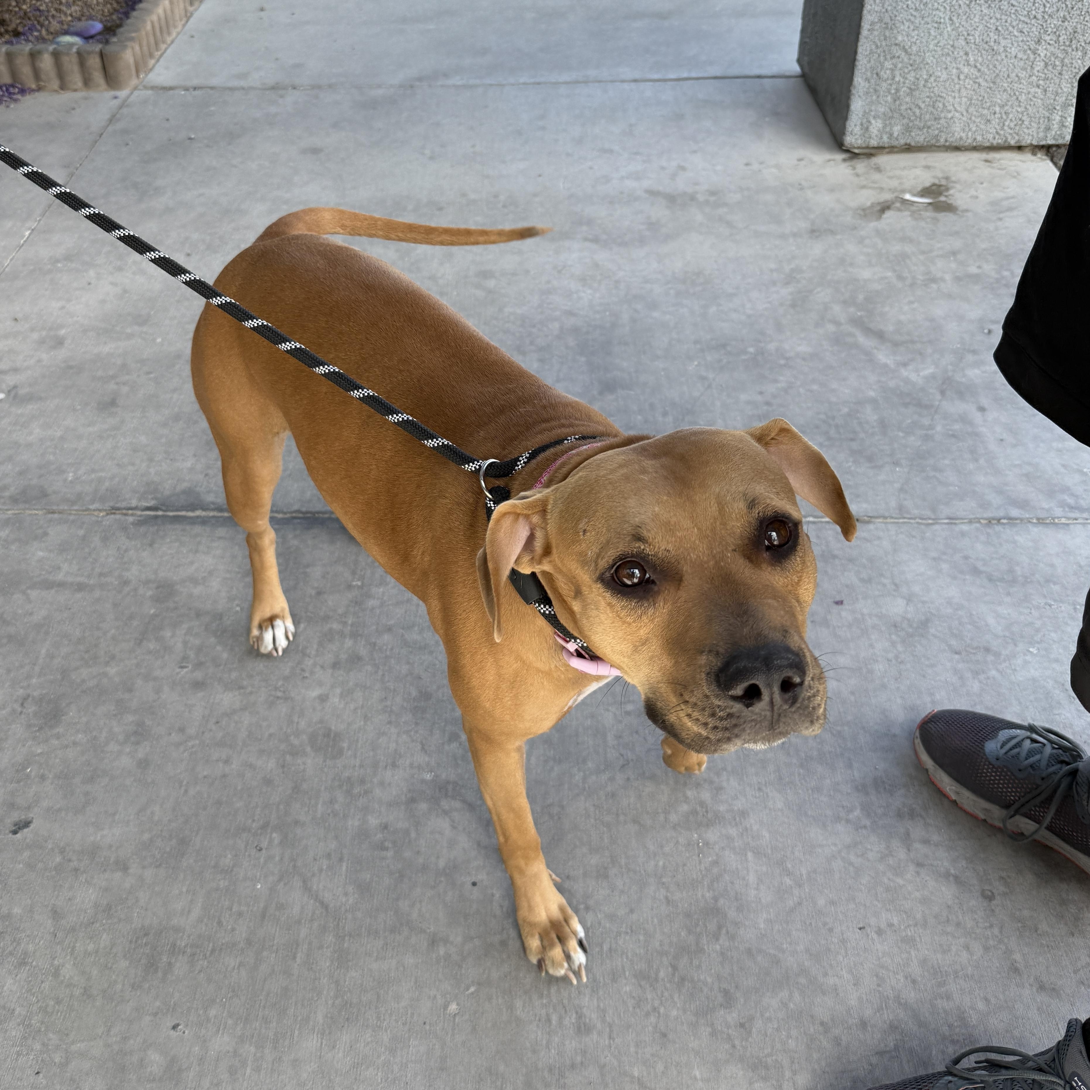 Enlarge BAILEY, a Adoptable Mixed Breed in Las Vegas, NV image 2/4