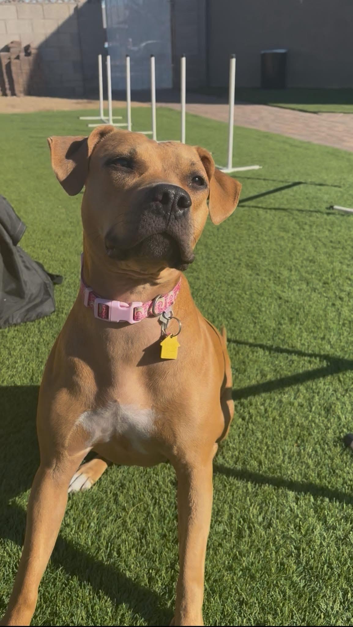 Enlarge BAILEY, a Adoptable Mixed Breed in Las Vegas, NV image 4/4