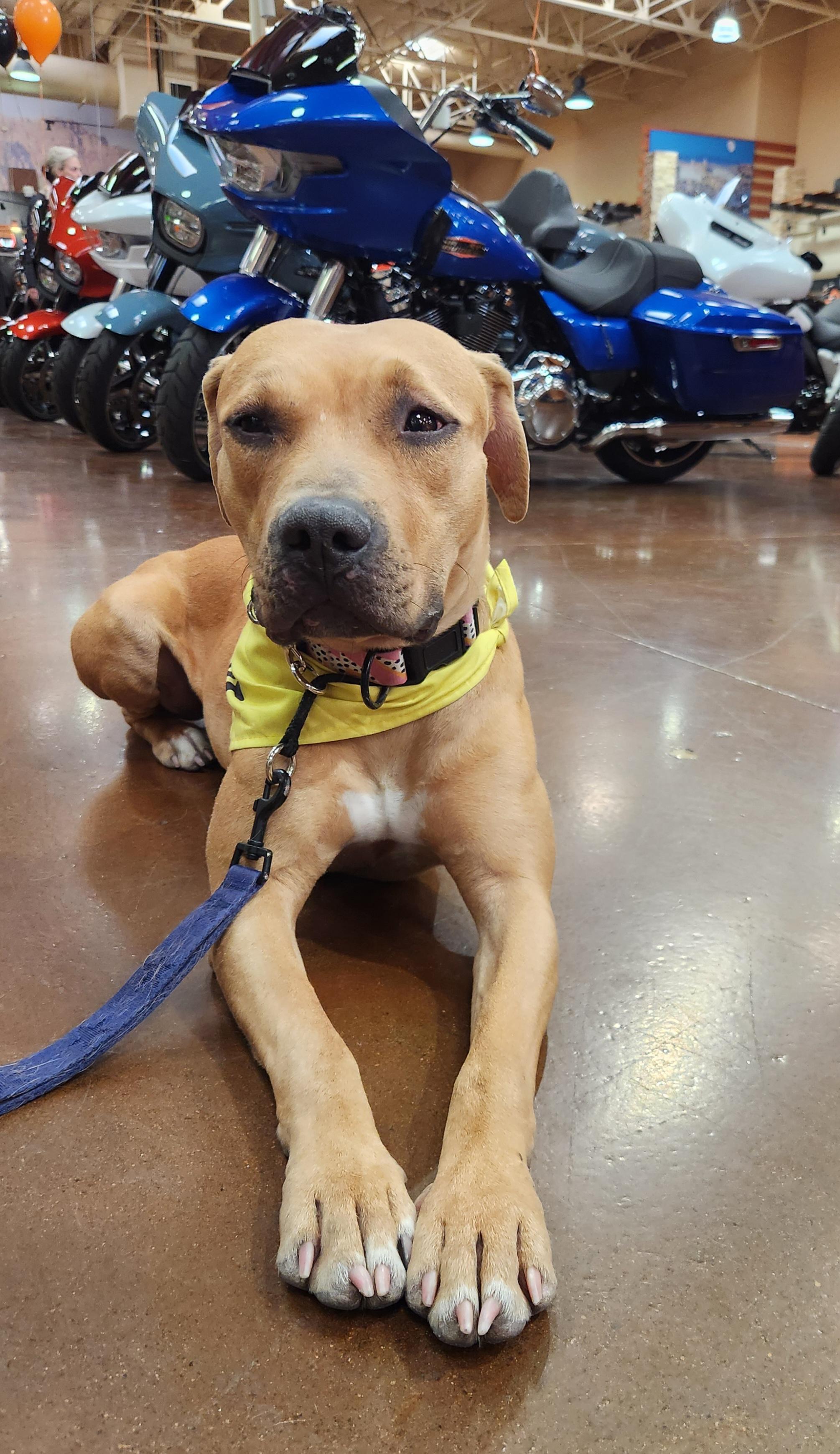 Enlarge BAILEY, a Adoptable Mixed Breed in Las Vegas, NV image 1/4