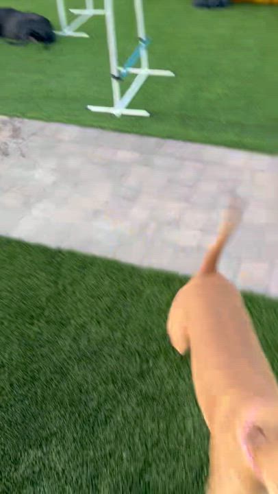 Enlarge BAILEY, a Adoptable Mixed Breed in Las Vegas, NV video 3/4
