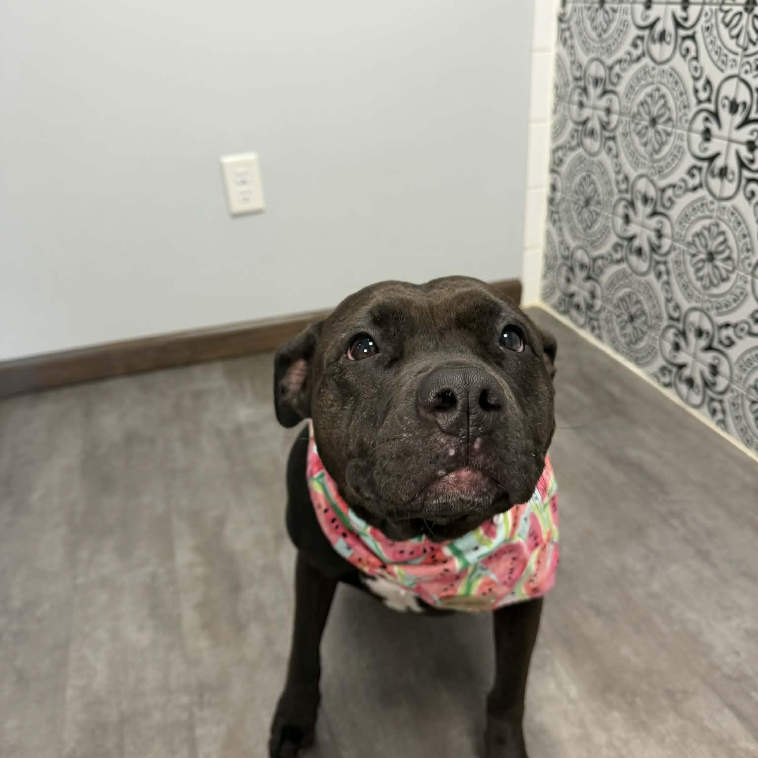 Enlarge Raven, a Adoptable mixed breed in Cumberland, RI image 6/6