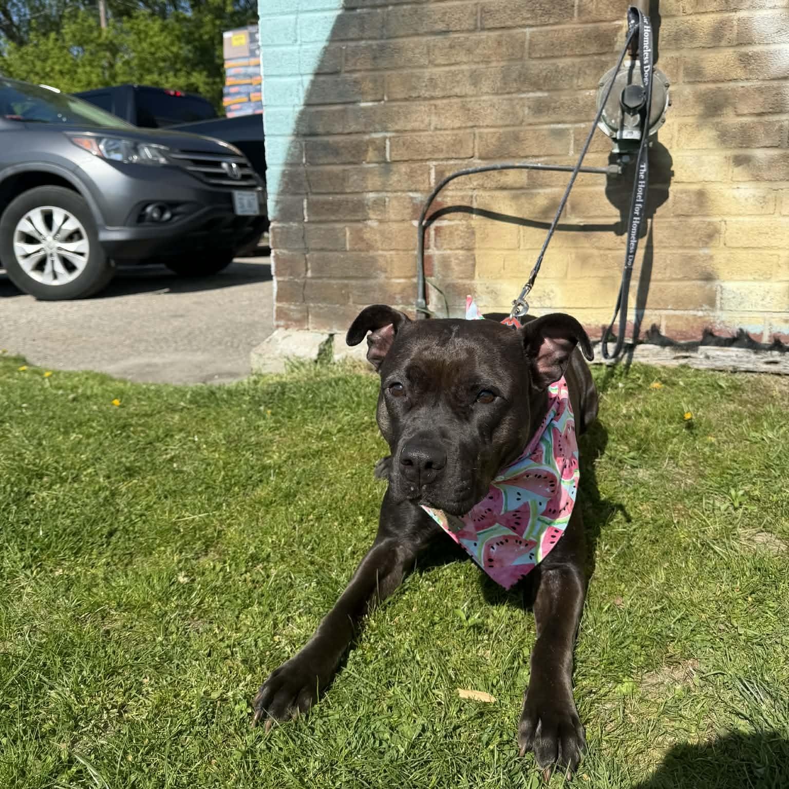 Enlarge Raven, a Adoptable mixed breed in Cumberland, RI image 3/6