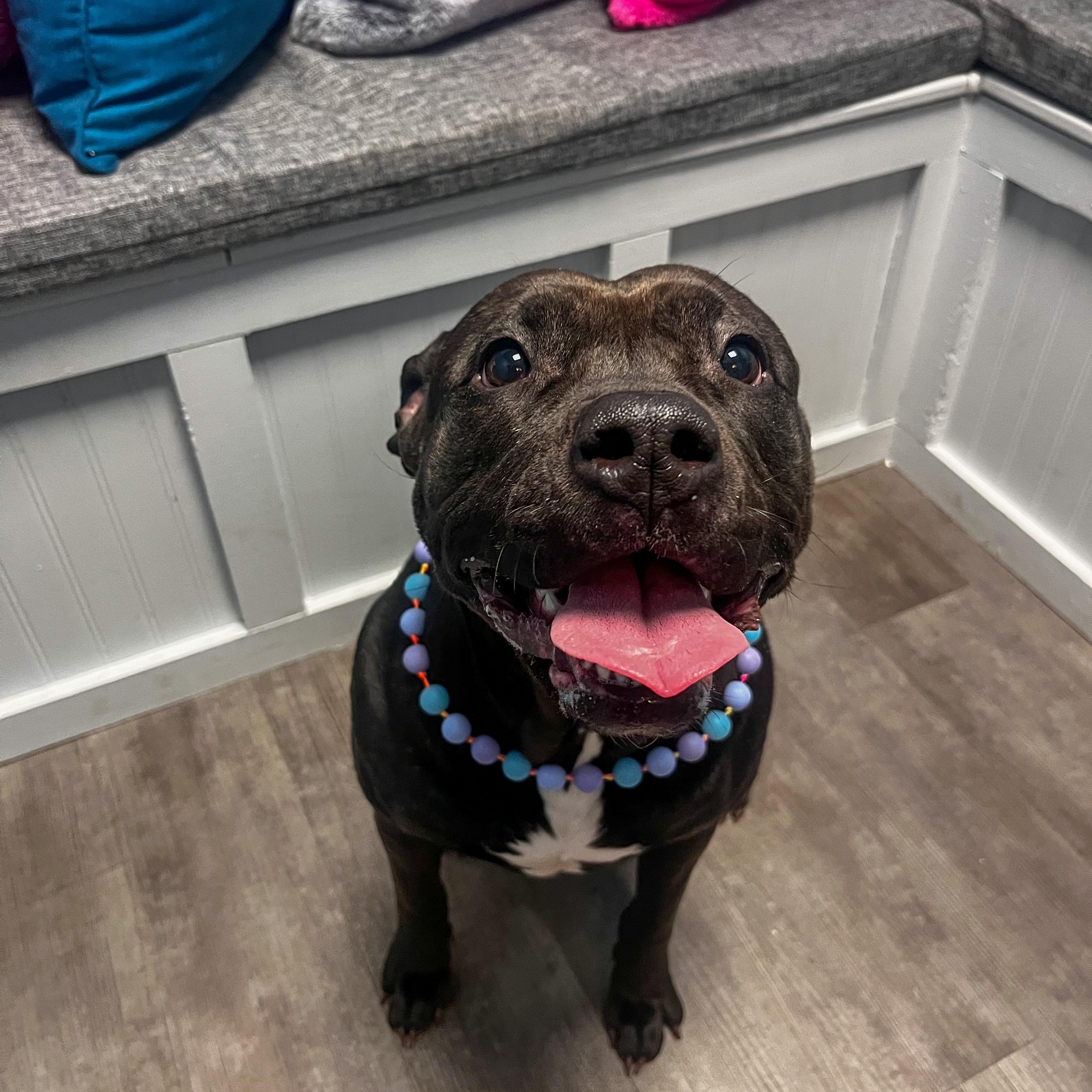 Raven, a Adoptable mixed breed in Cumberland, RI image 2/6