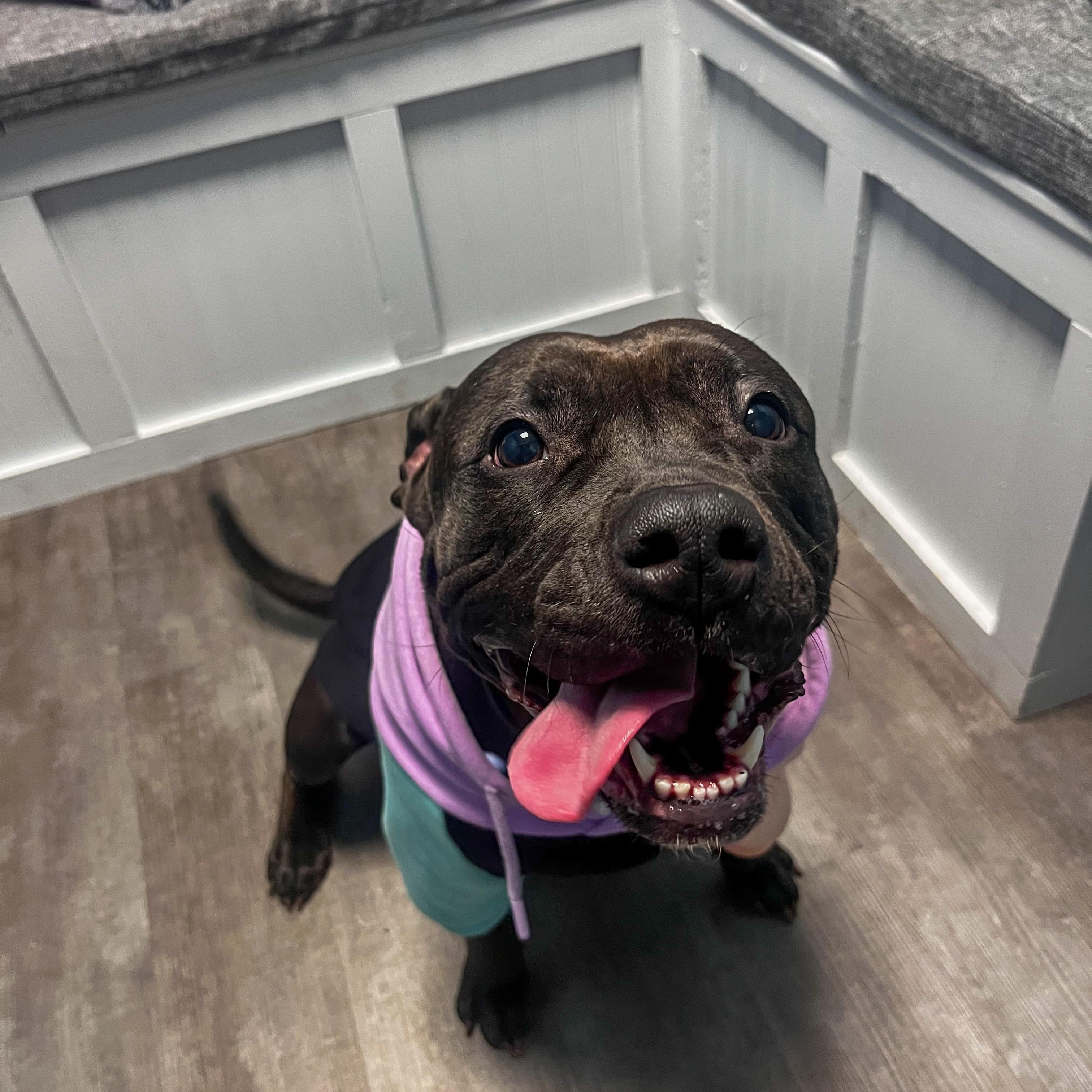 Raven, a Adoptable mixed breed in Cumberland, RI image 3/6