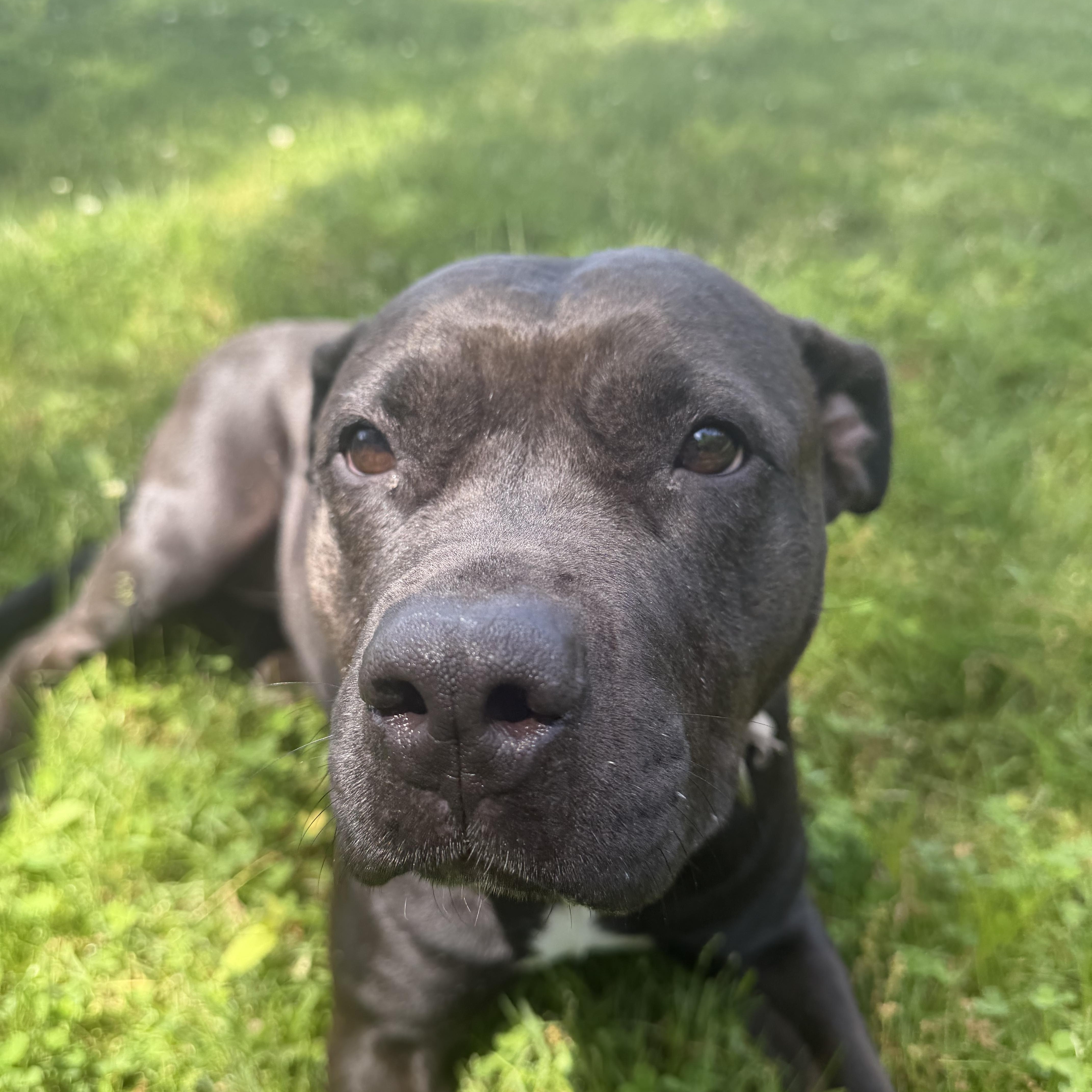 Raven, a Adoptable mixed breed in Cumberland, RI image 4/6