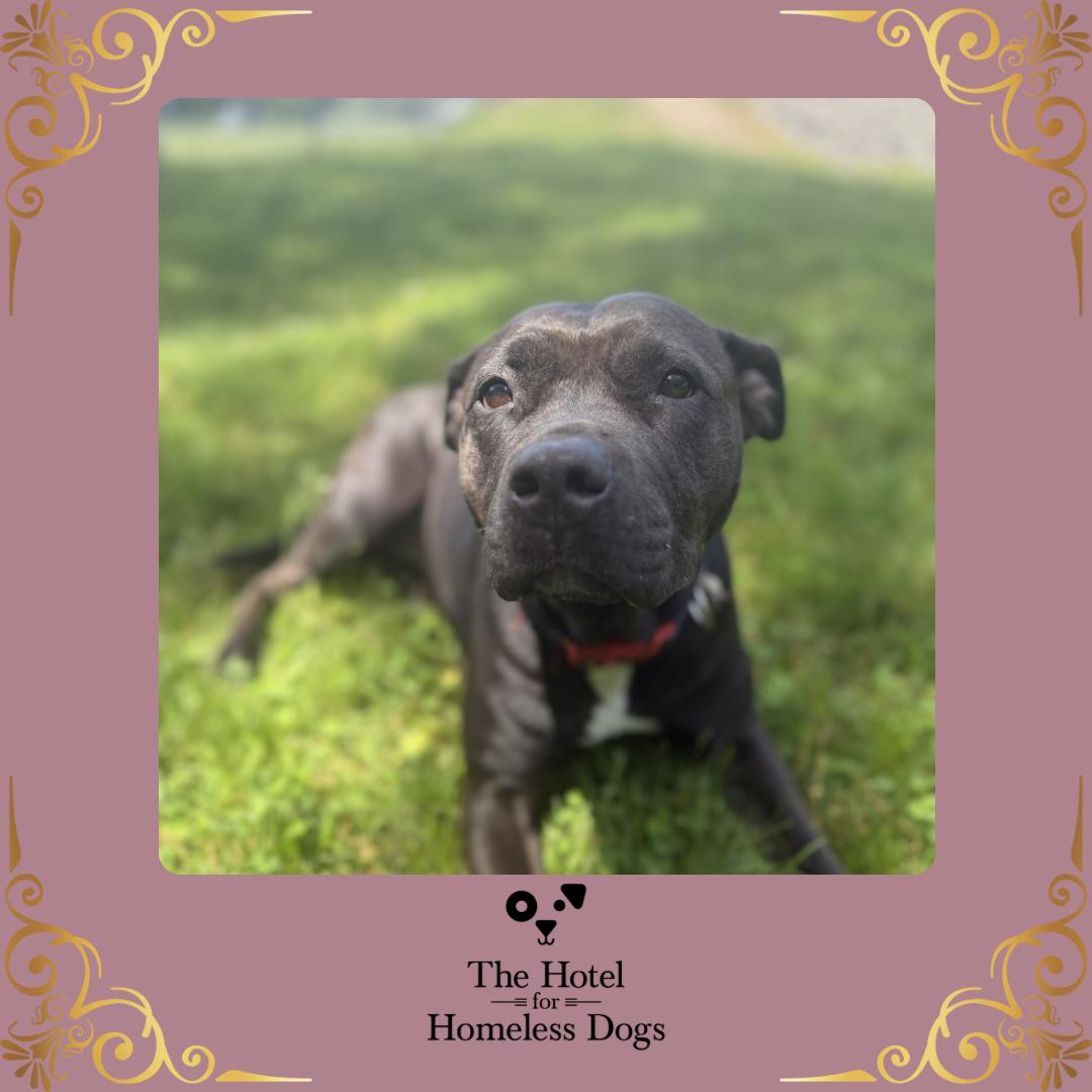 Raven, Adoptable, Adult Female American Staffordshire Terrier & Mixed Breed.