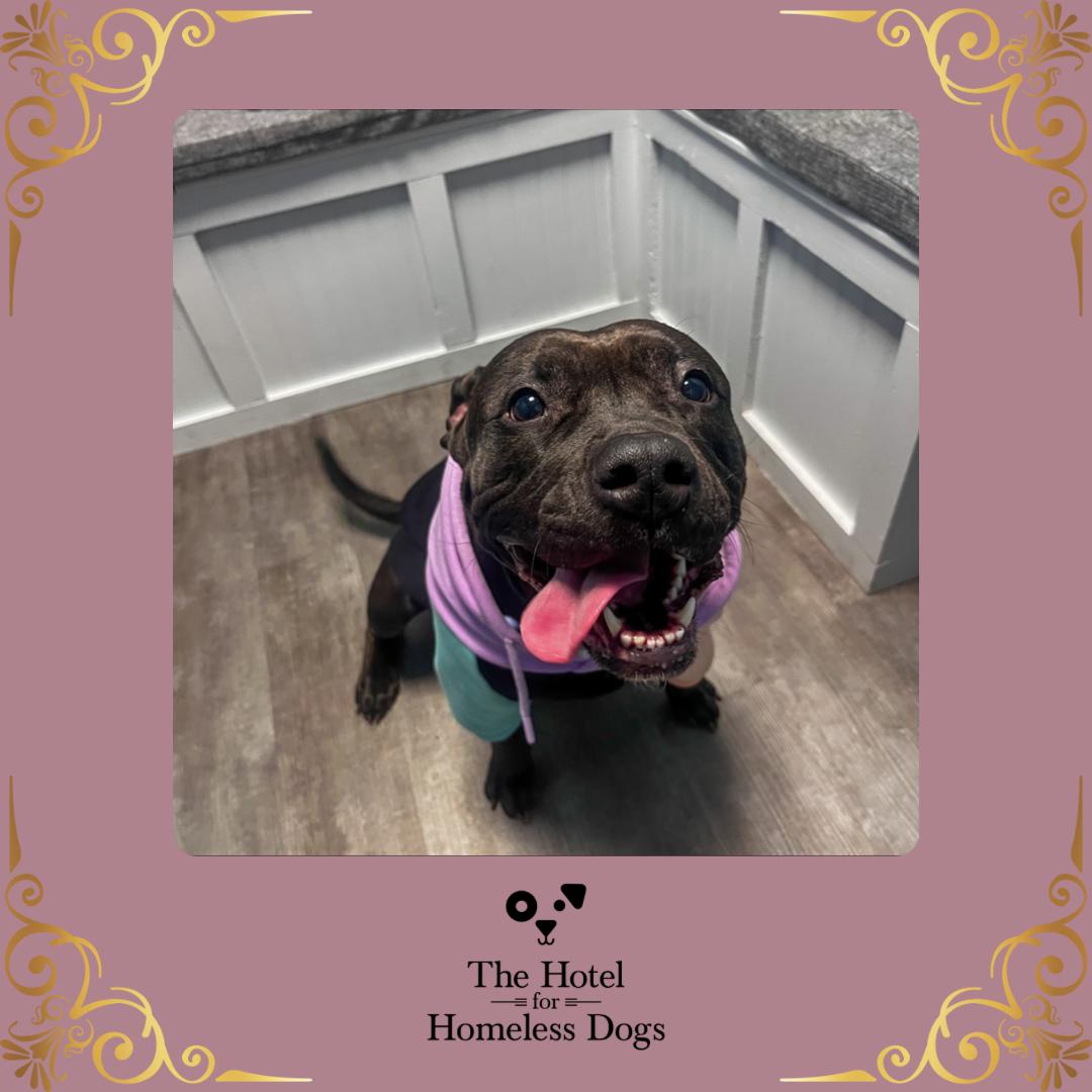 Raven, Adult Female American Staffordshire Terrier