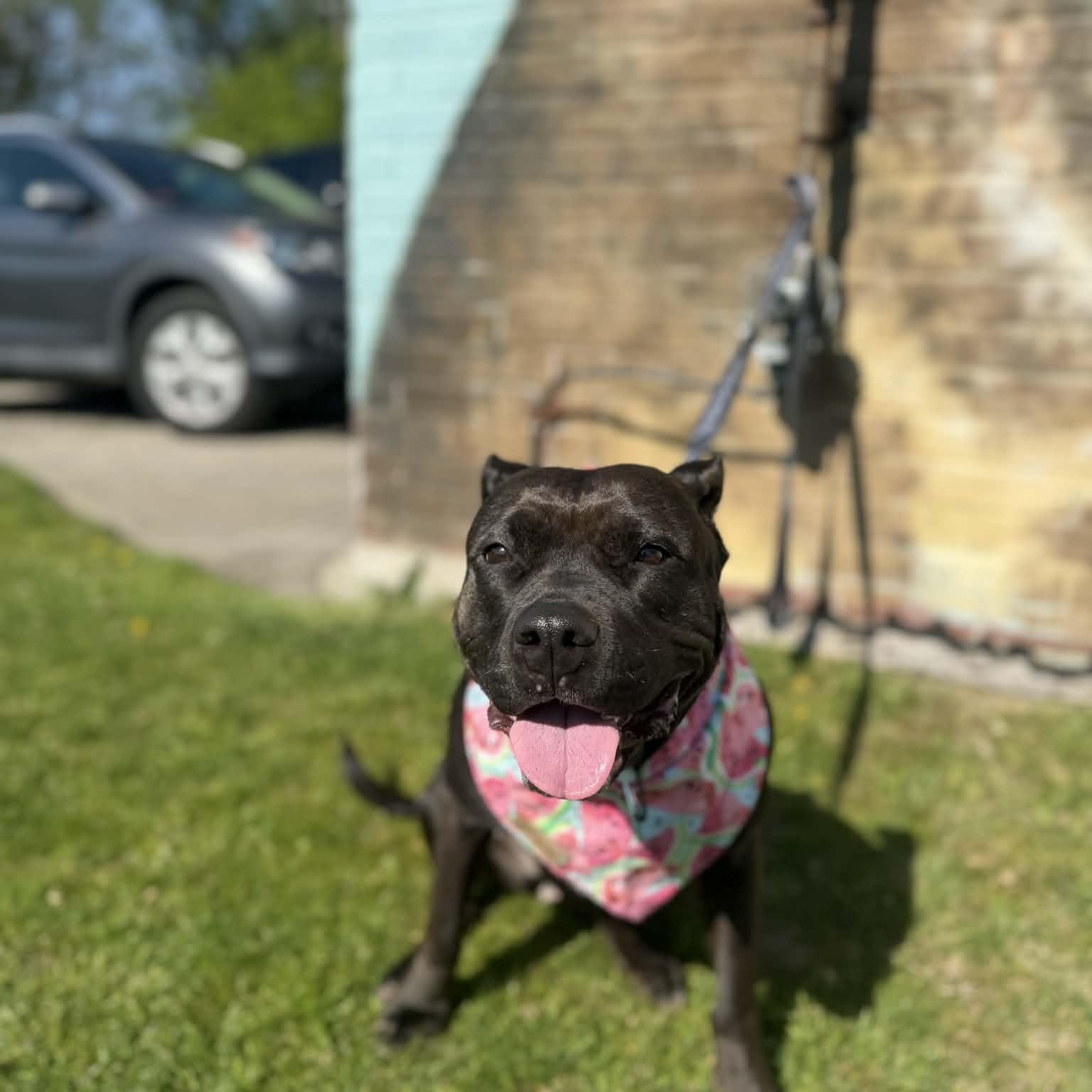 Enlarge Raven, a Adoptable mixed breed in Cumberland, RI image 2/6