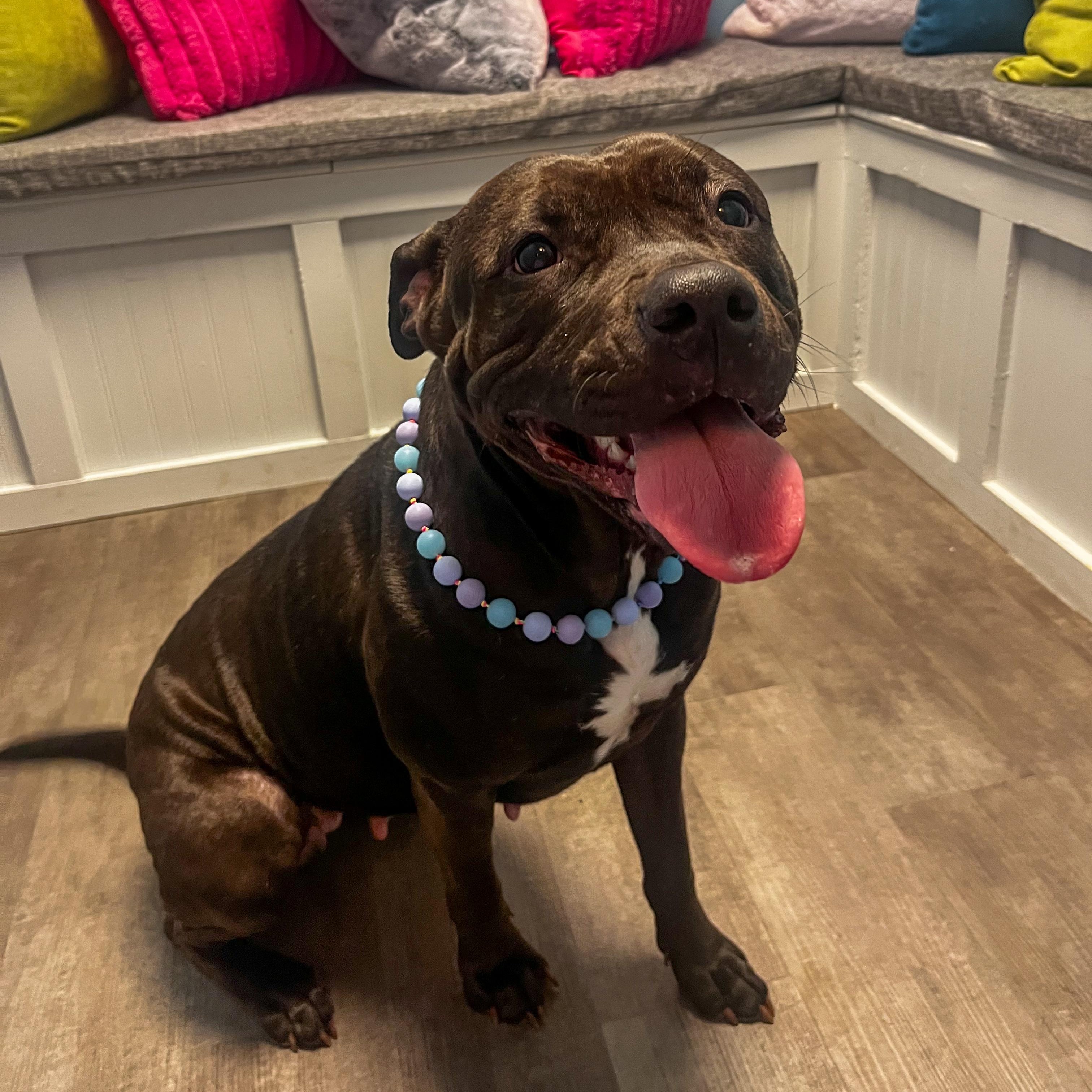 Raven, a Adoptable mixed breed in Cumberland, RI image 4/6