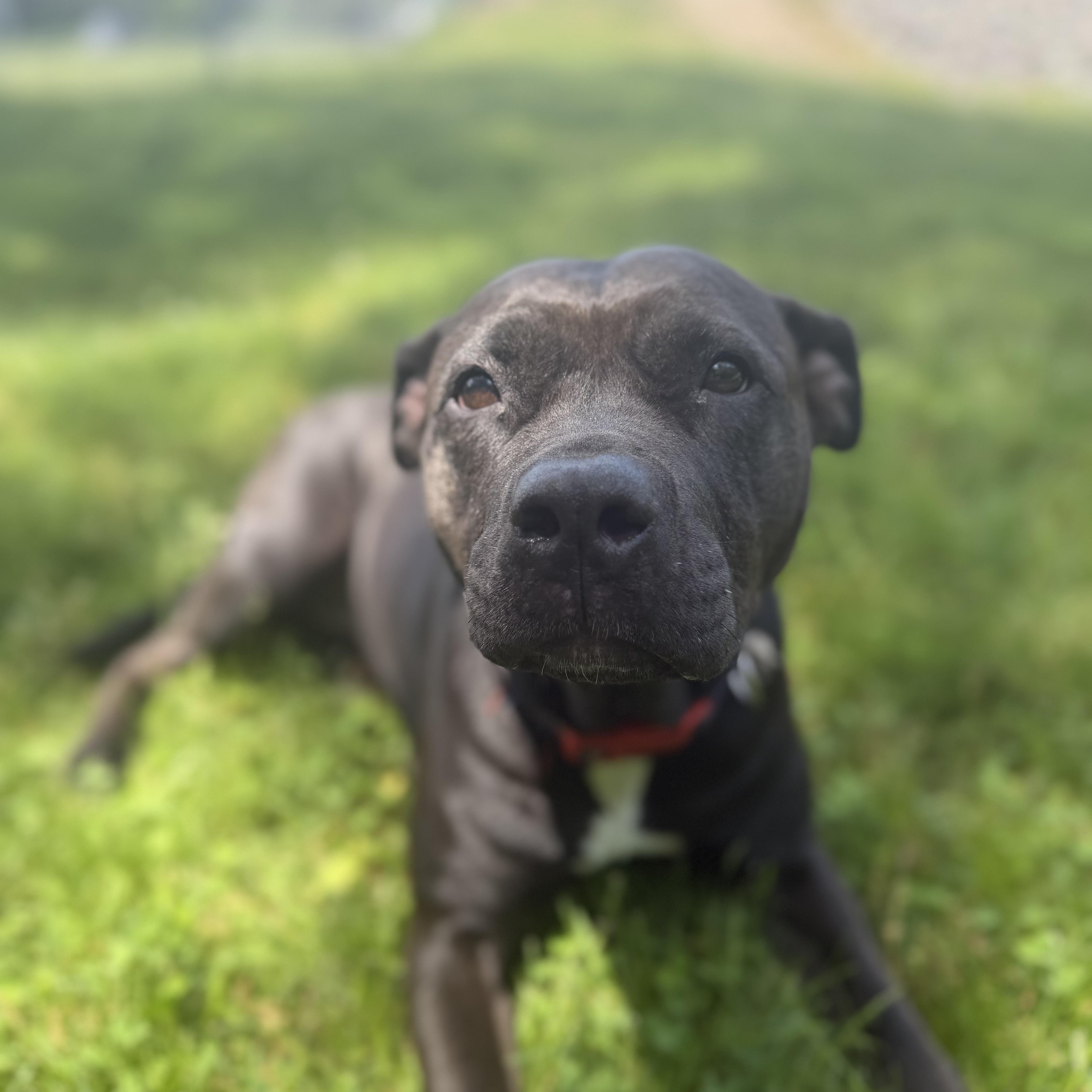 Raven, a Adoptable mixed breed in Cumberland, RI image 2/6