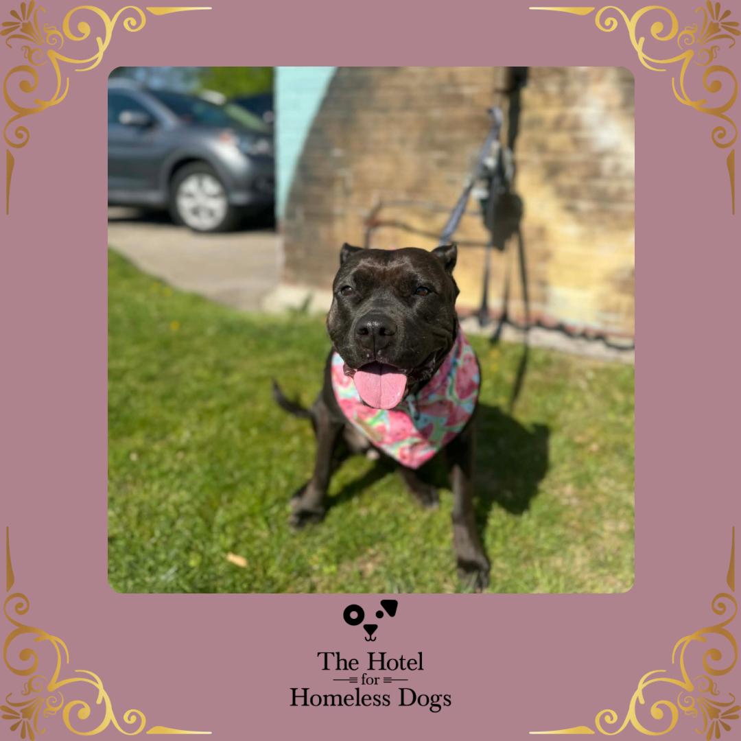 Raven, Adoptable, Adult Female American Staffordshire Terrier & Mixed Breed.