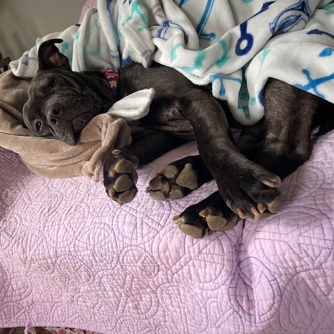 Raven, a Adoptable mixed breed in Cumberland, RI image 5/6