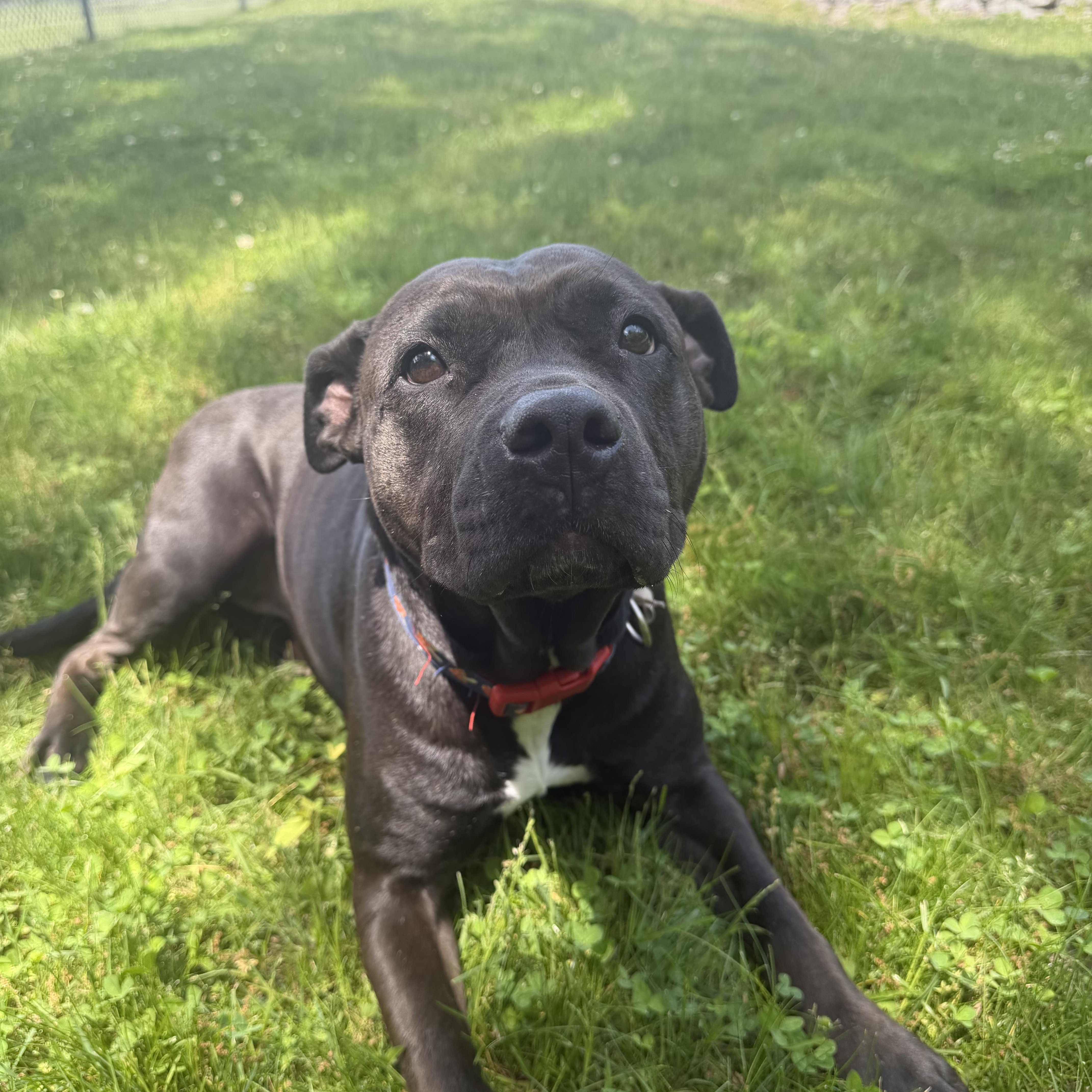 Raven, a Adoptable mixed breed in Cumberland, RI image 3/6