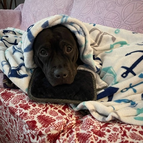 Raven, a Adoptable mixed breed in Cumberland, RI image 6/6