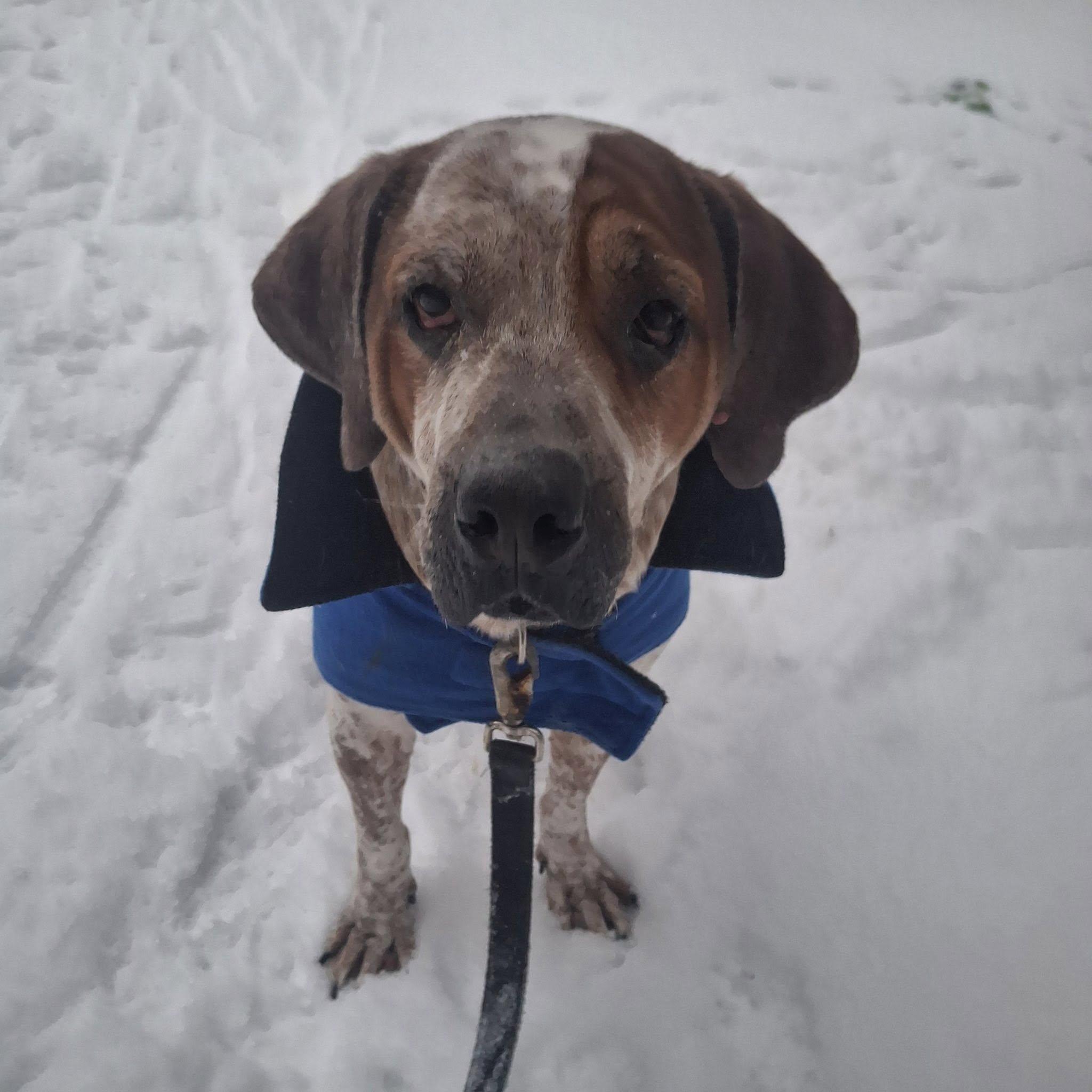 Enlarge Reggie! Dog/Cat Friendly! , an adopted mixed breed in Port Huron, MI image 3/6