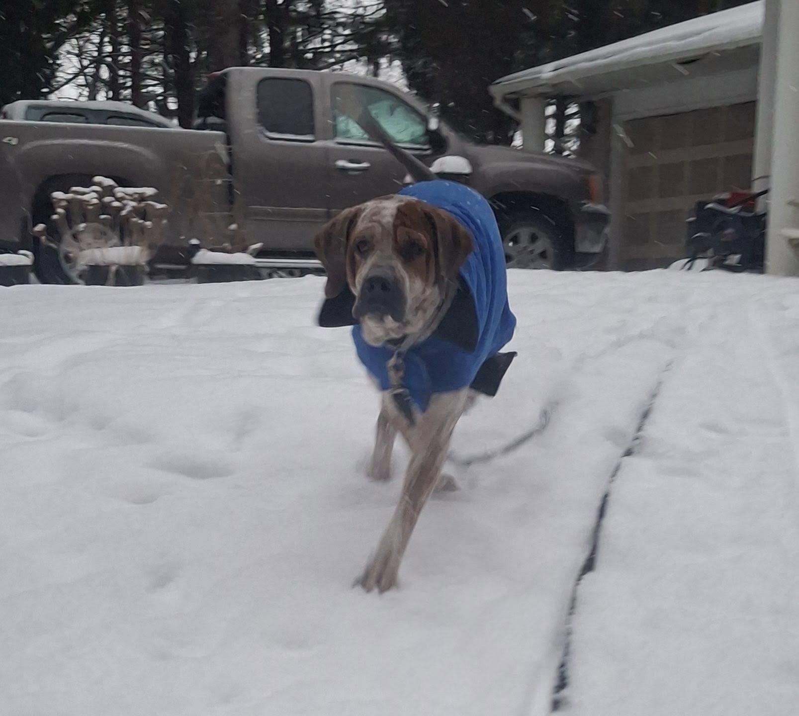 Enlarge Reggie! Dog/Cat Friendly! , an adopted mixed breed in Port Huron, MI image 5/6