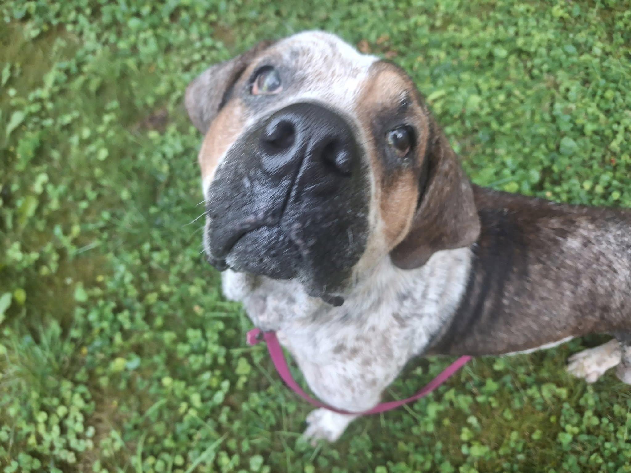 Enlarge Reggie! Dog/Cat Friendly! , an adopted mixed breed in Port Huron, MI image 6/6