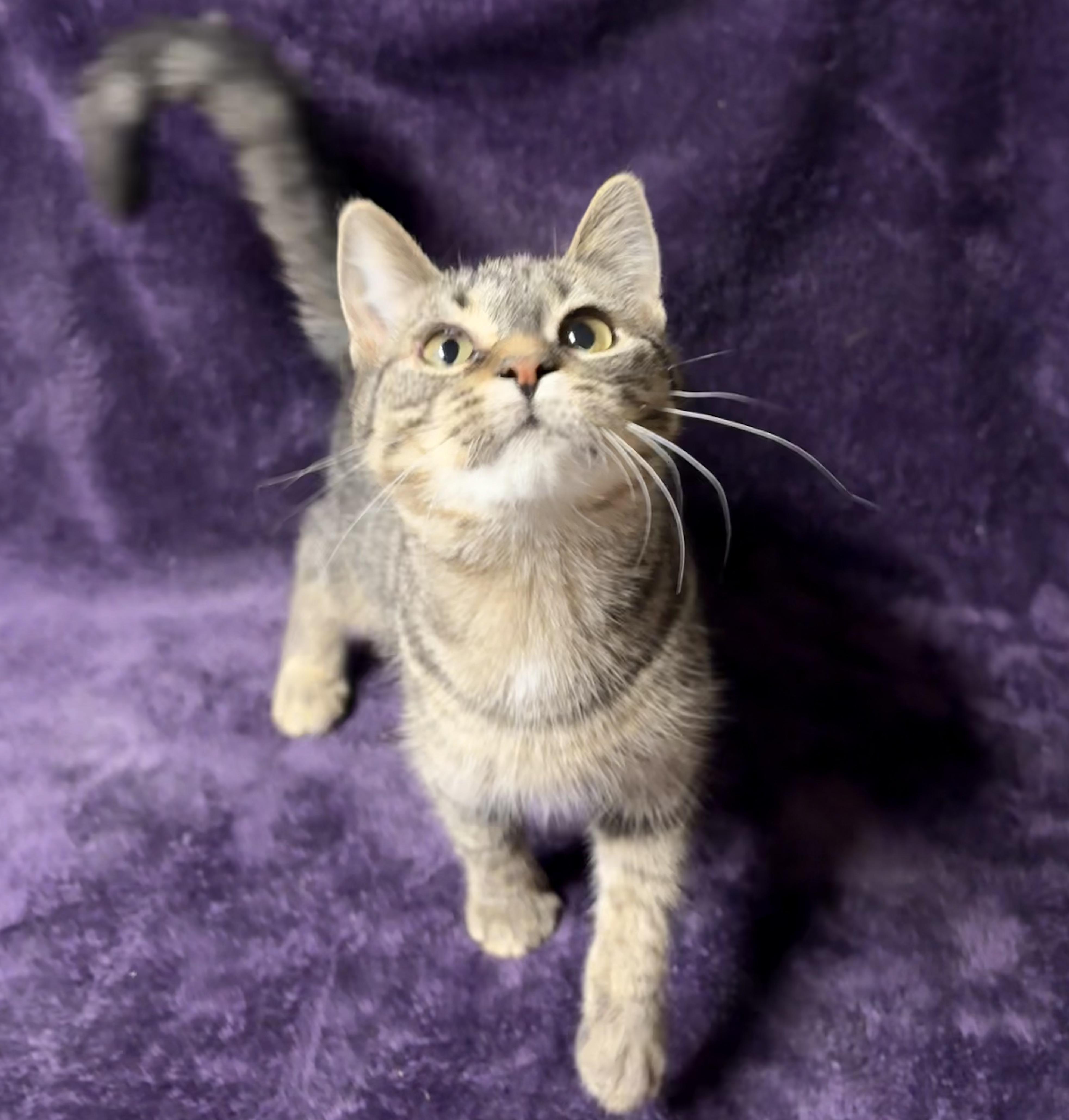 VIOLET