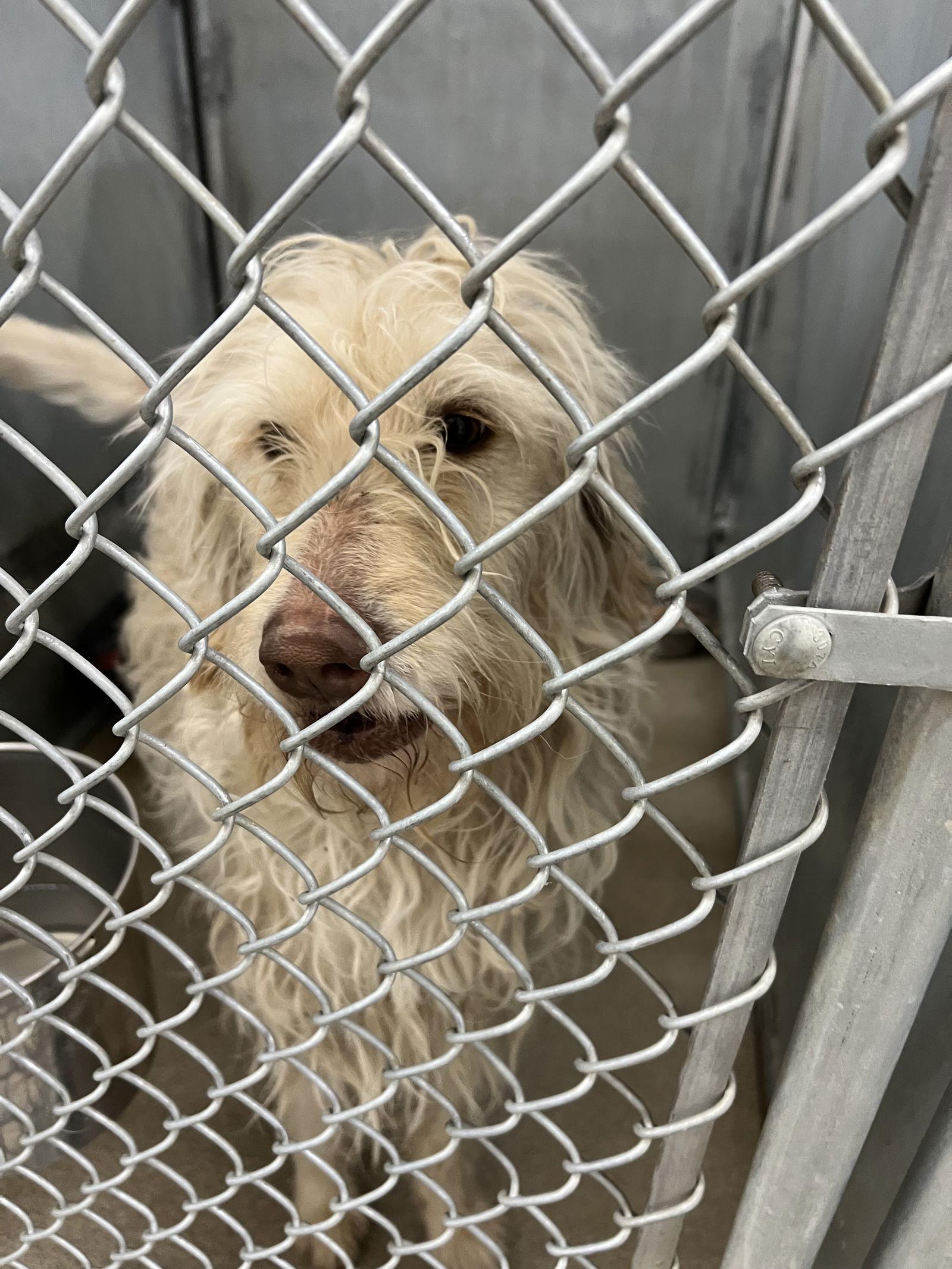 Dutchess thumbnail 3