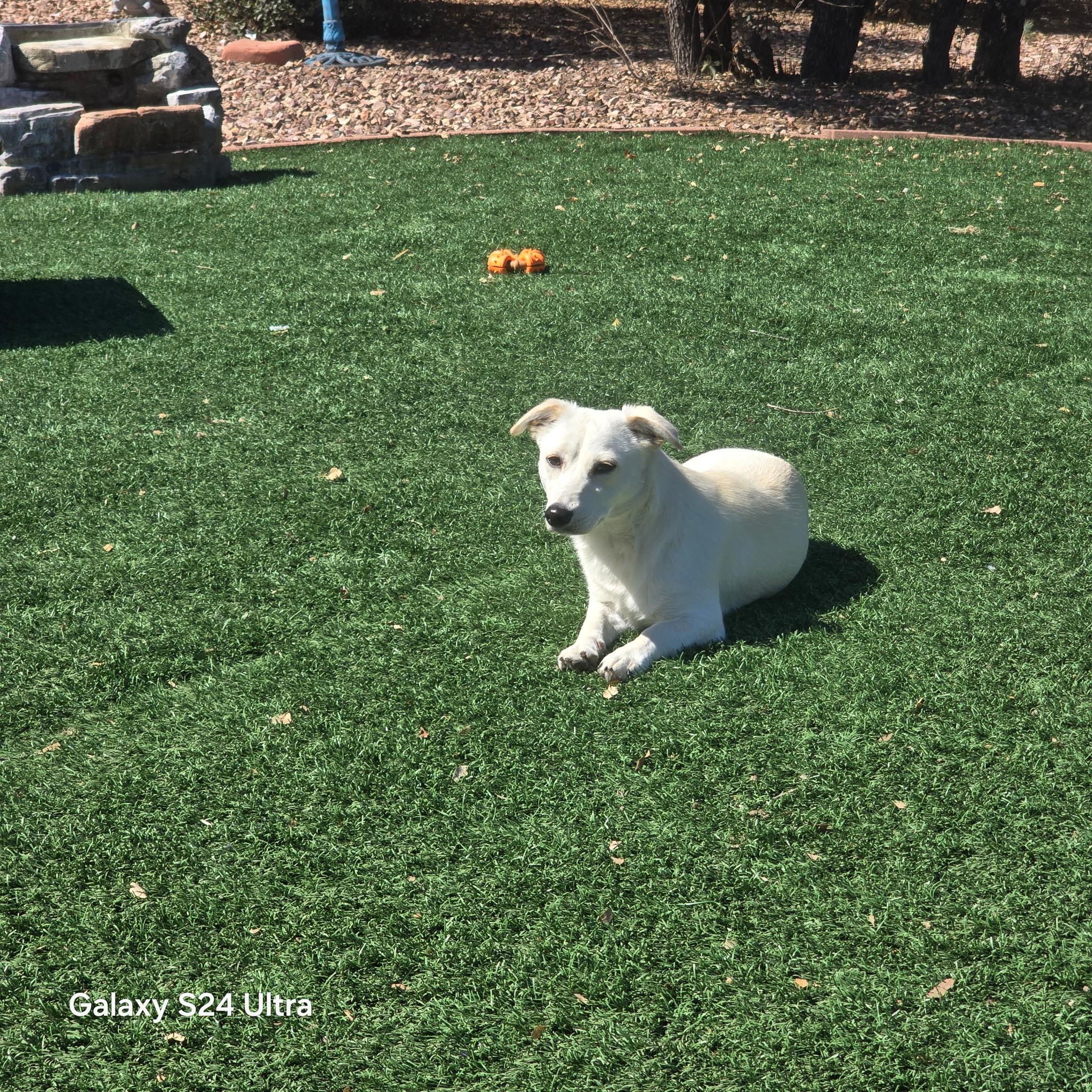 Enlarge Lola, a Adopted mixed breed in Prescott, AZ image 3/6