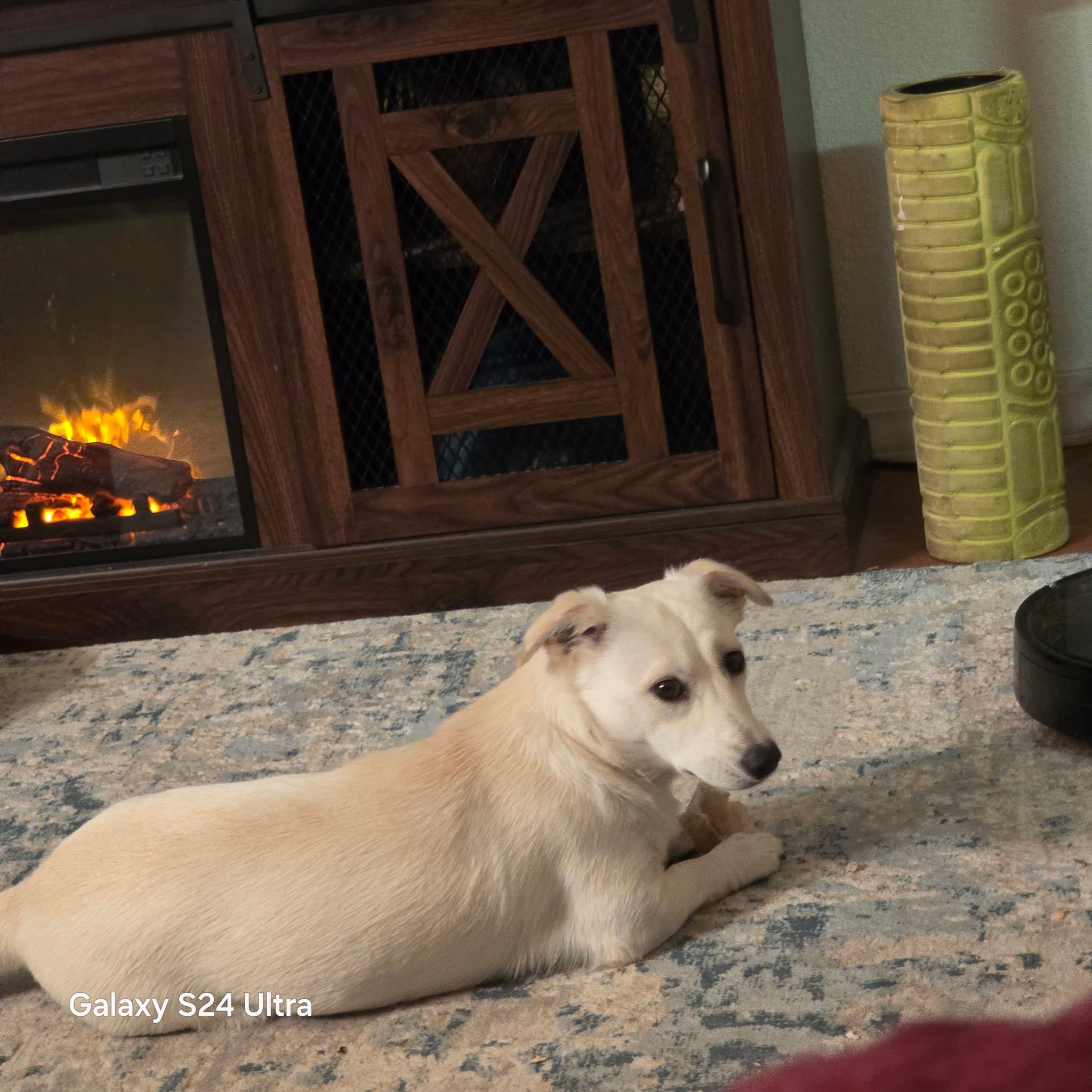 Enlarge Lola, a Adopted mixed breed in Prescott, AZ image 2/6