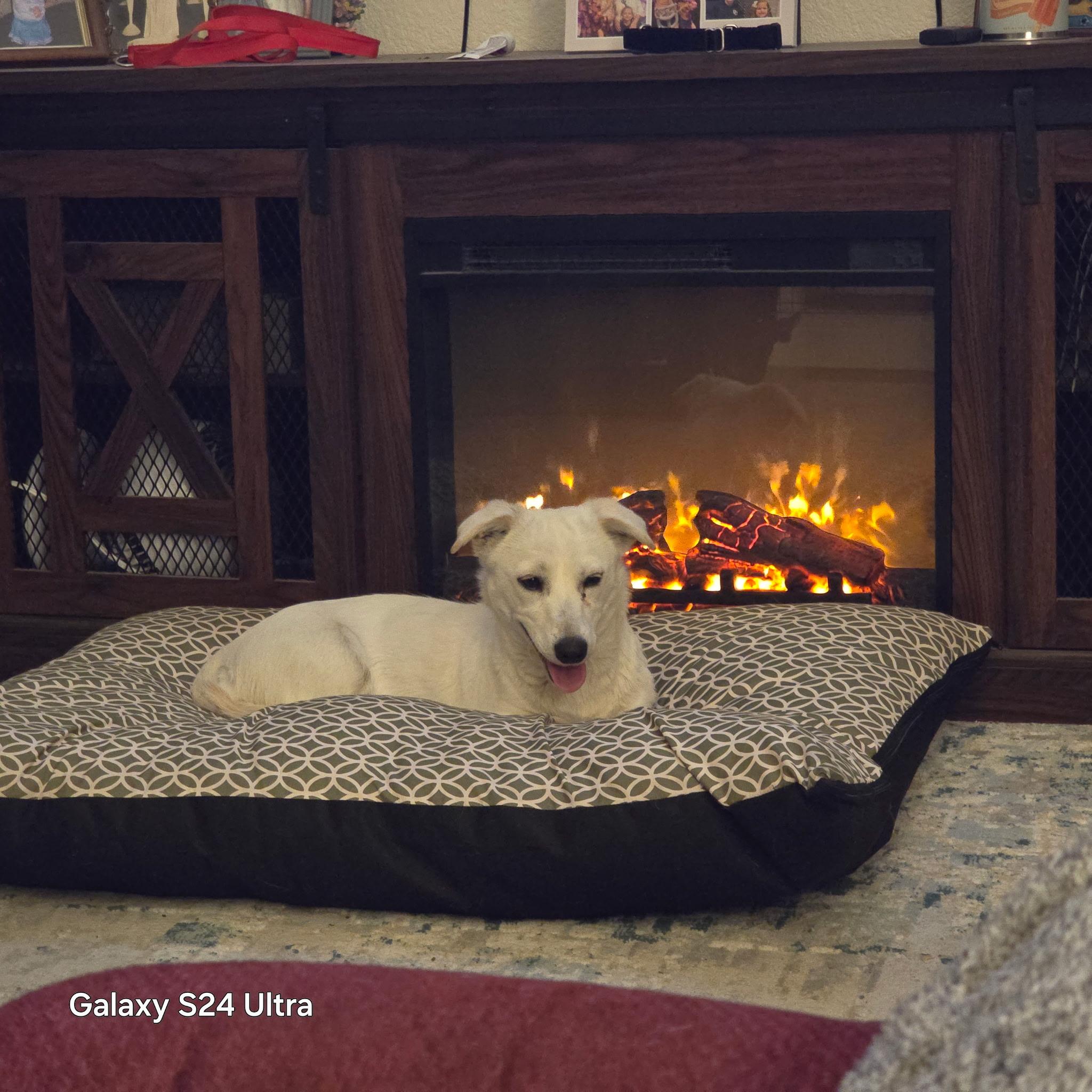 Lola, Adopted, Young Female Jack Russell Terrier & Chihuahua.