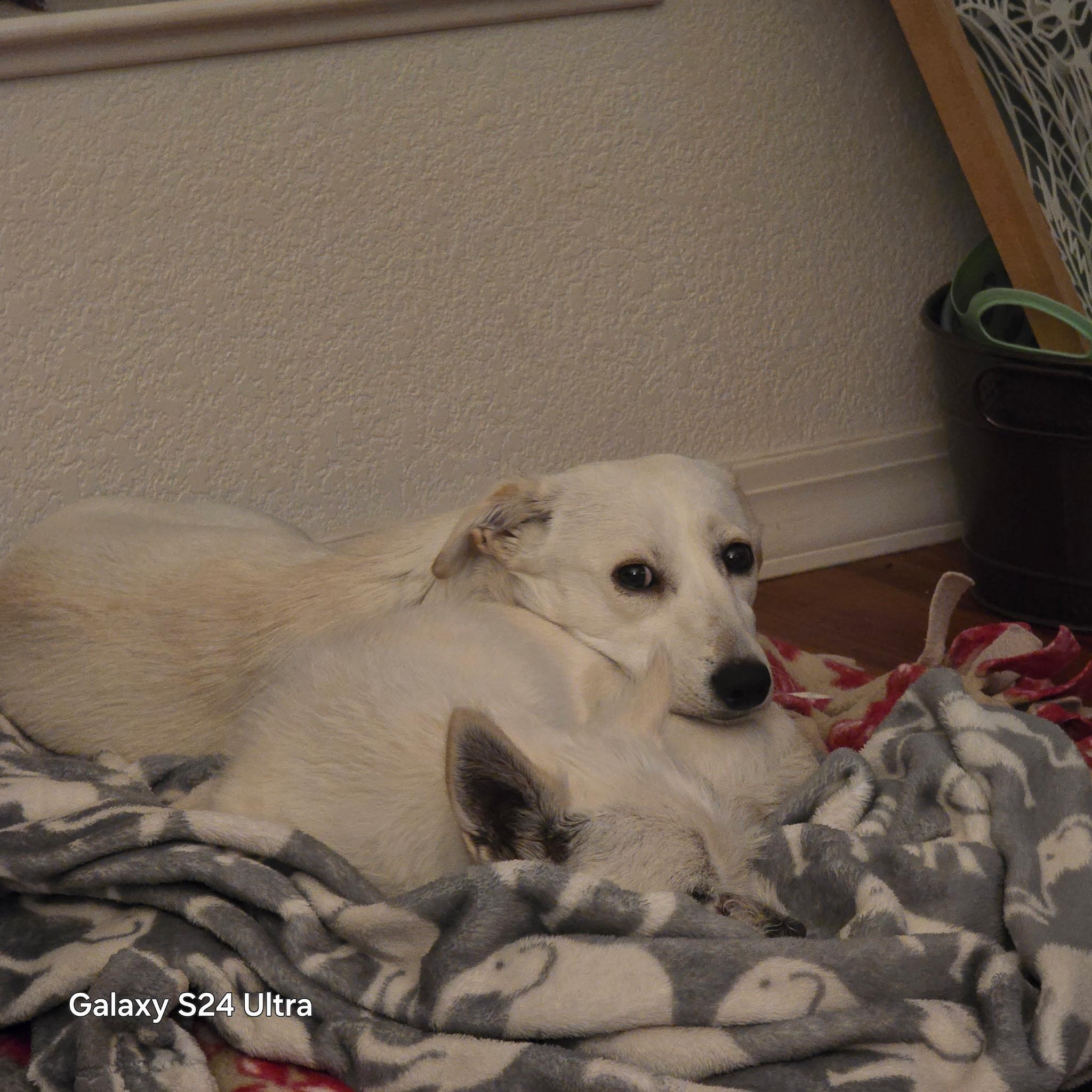 Enlarge Lola, a Adopted mixed breed in Prescott, AZ image 4/6