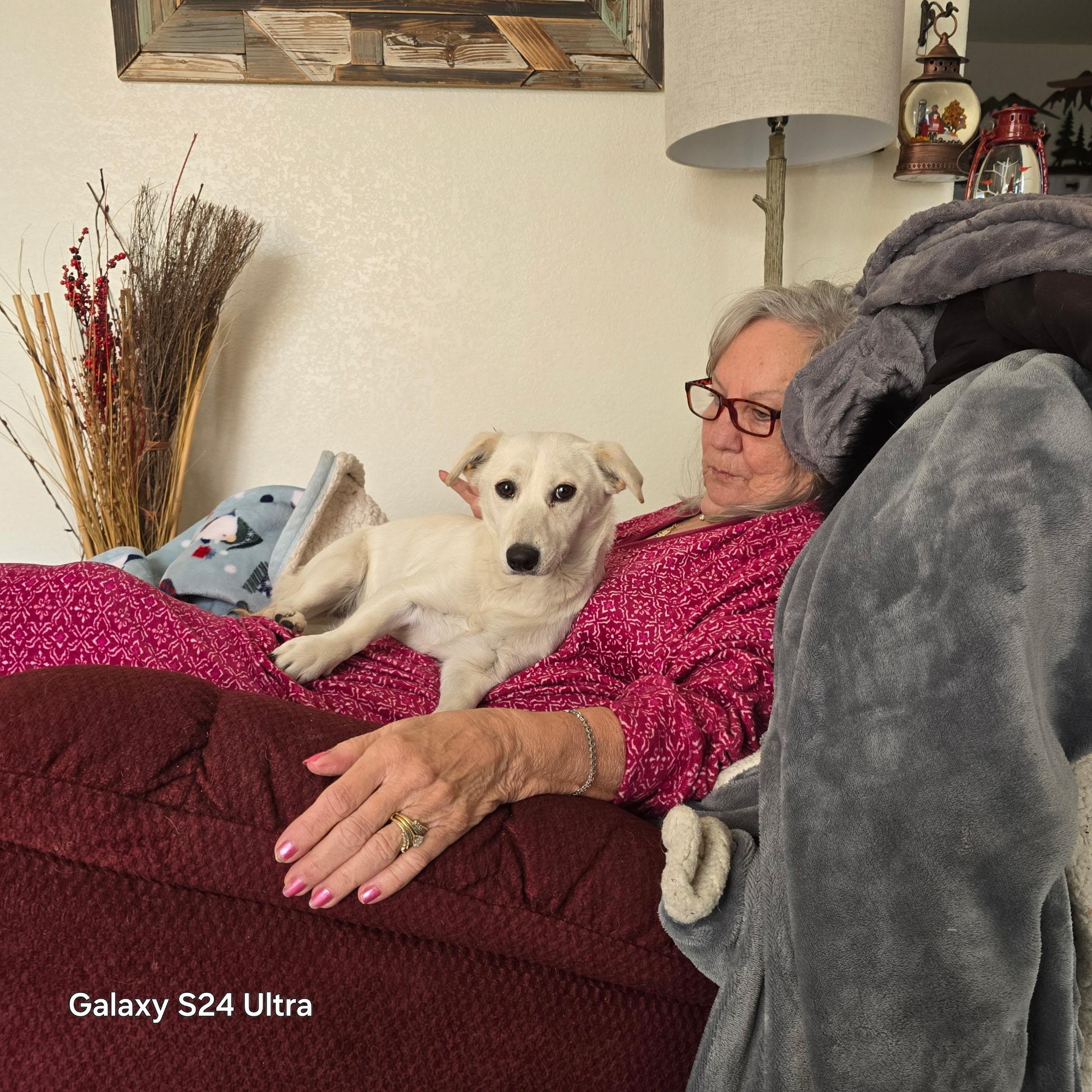 Enlarge Lola, a Adopted mixed breed in Prescott, AZ image 5/6