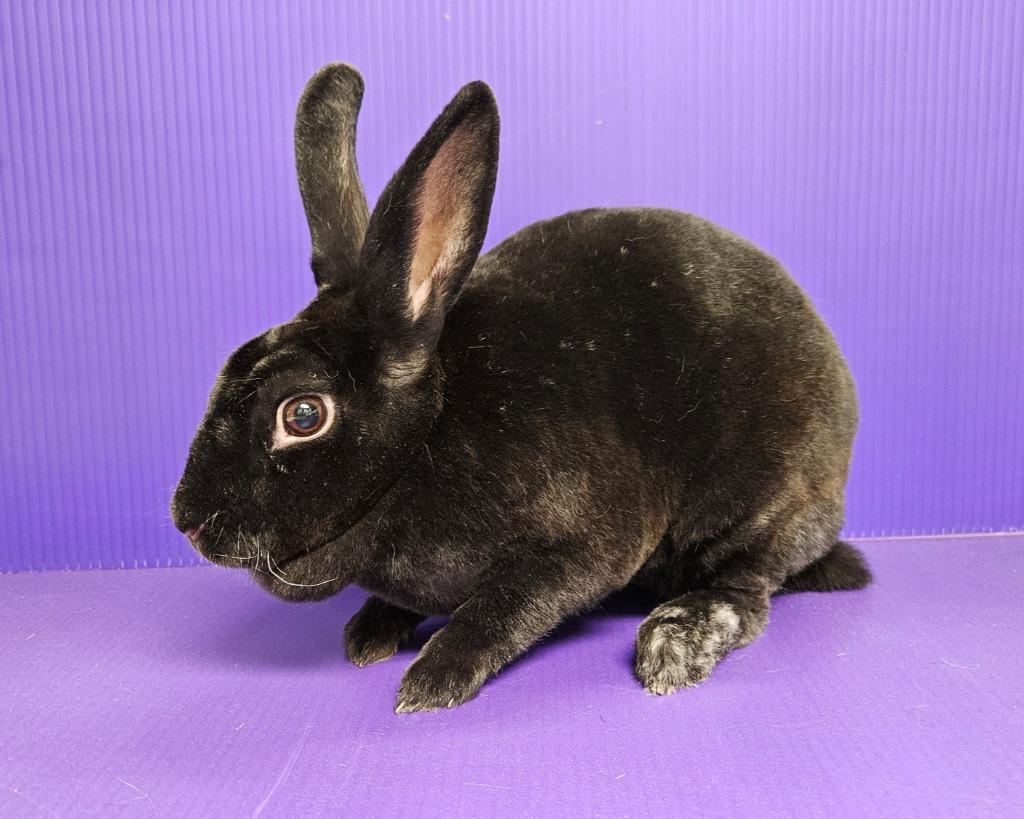 Enlarge Lilith, a Adoptable mixed breed in Lewisville, TX image 1/3