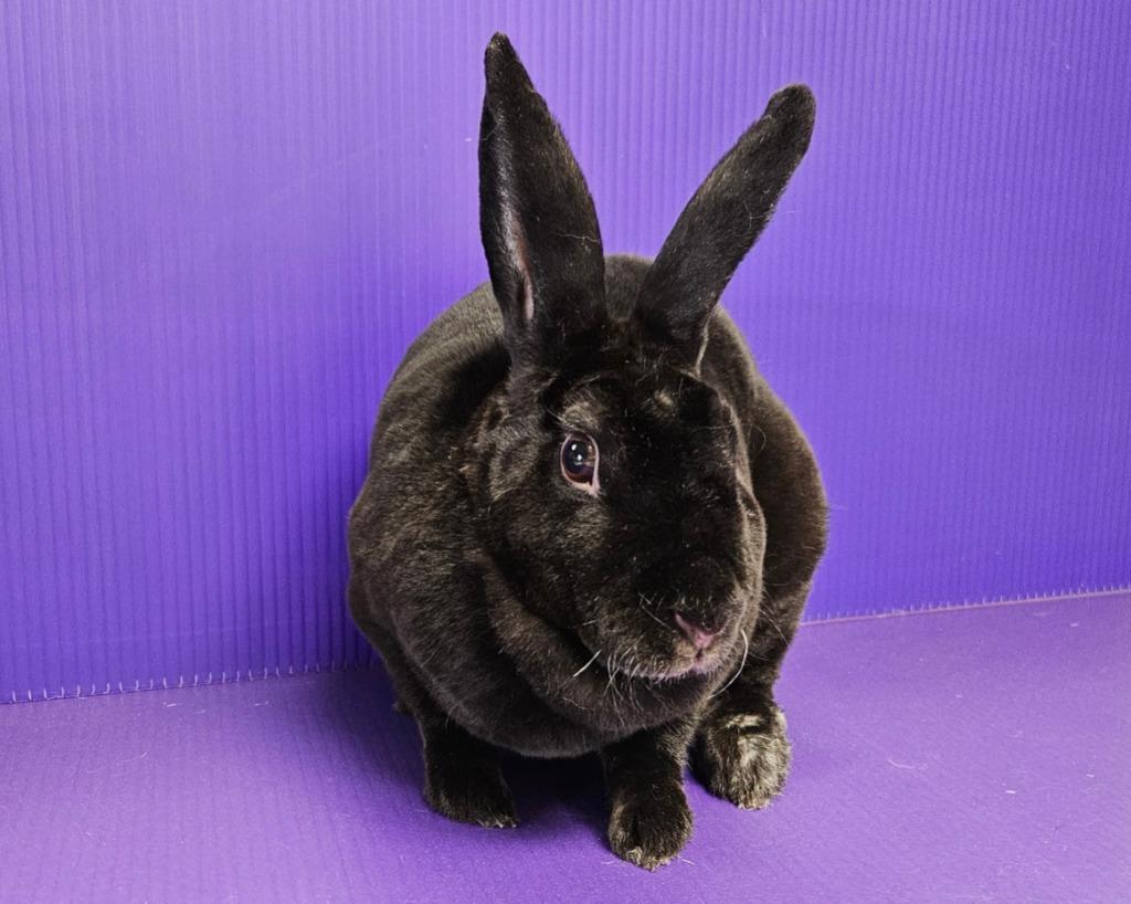 Enlarge Lilith, a Adoptable mixed breed in Lewisville, TX image 2/3