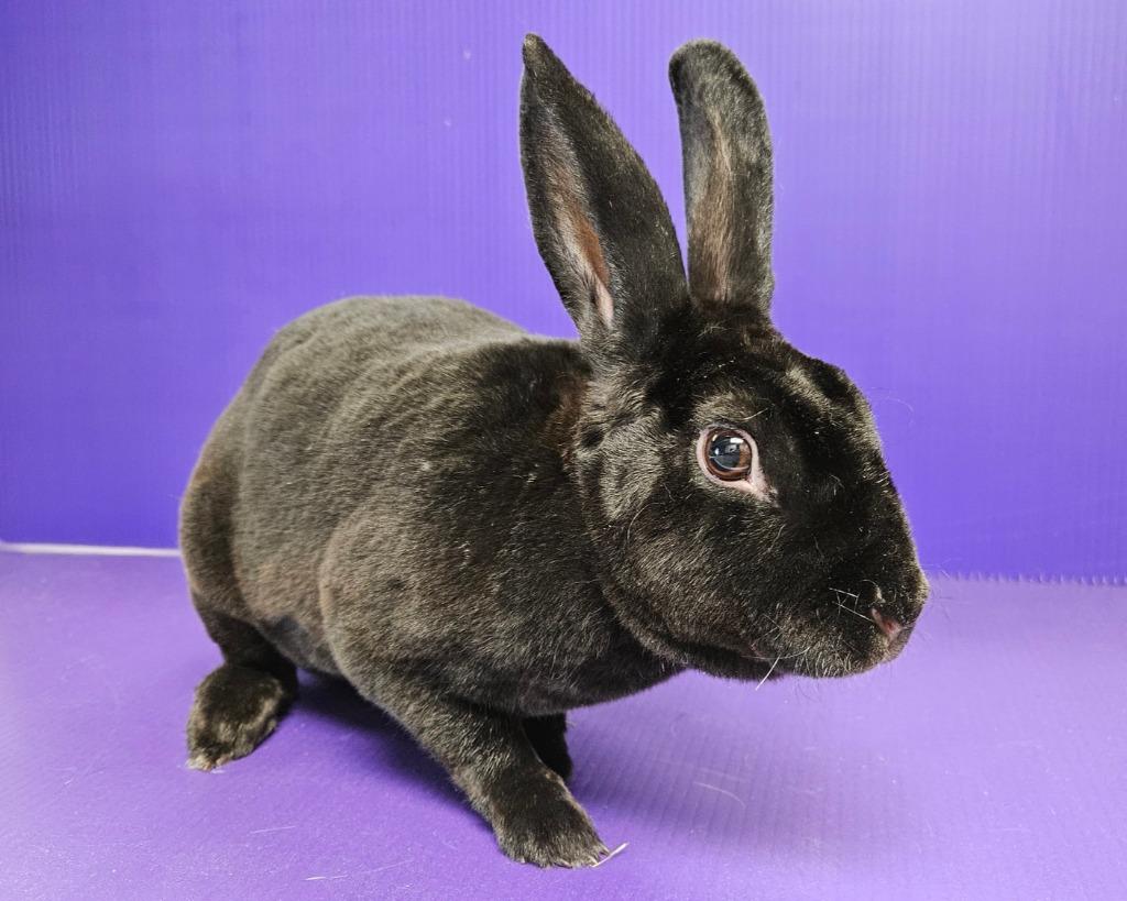 Enlarge Lilith, a Adoptable mixed breed in Lewisville, TX image 3/3