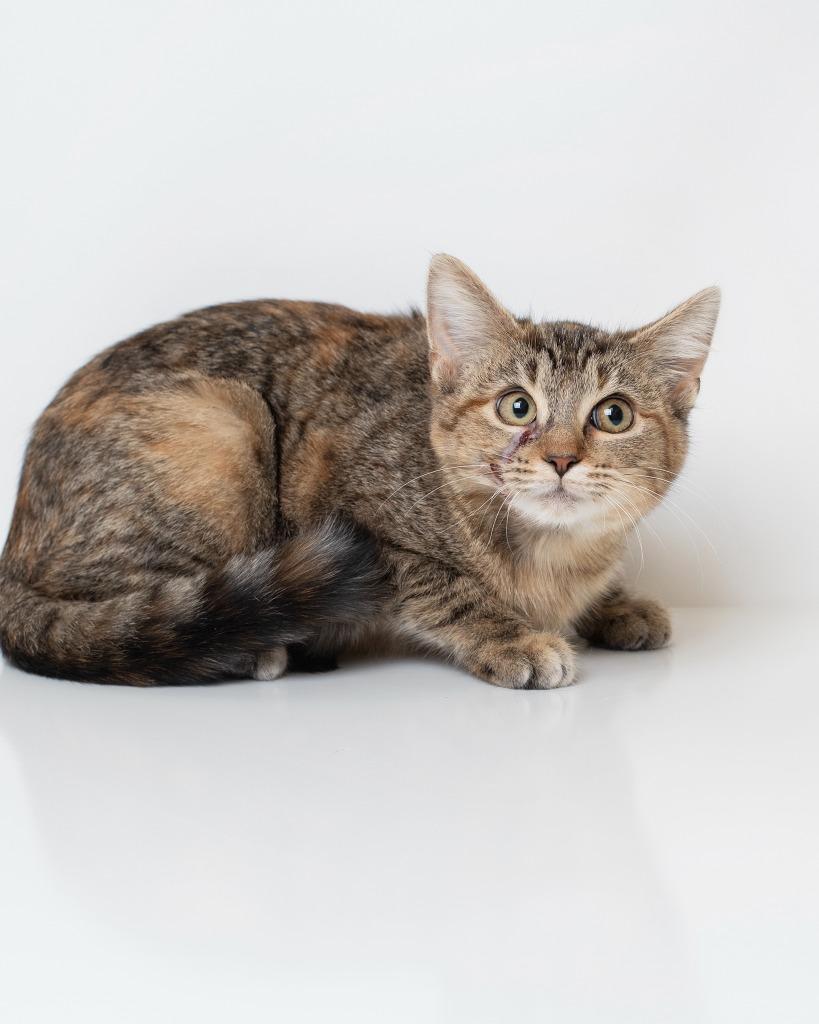 Laura, Adoptable, Kitten Female Domestic Short Hair.
