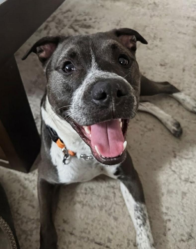 Brisky, a ADOPTABLE mixed breed in Bowie, MD image 1/5