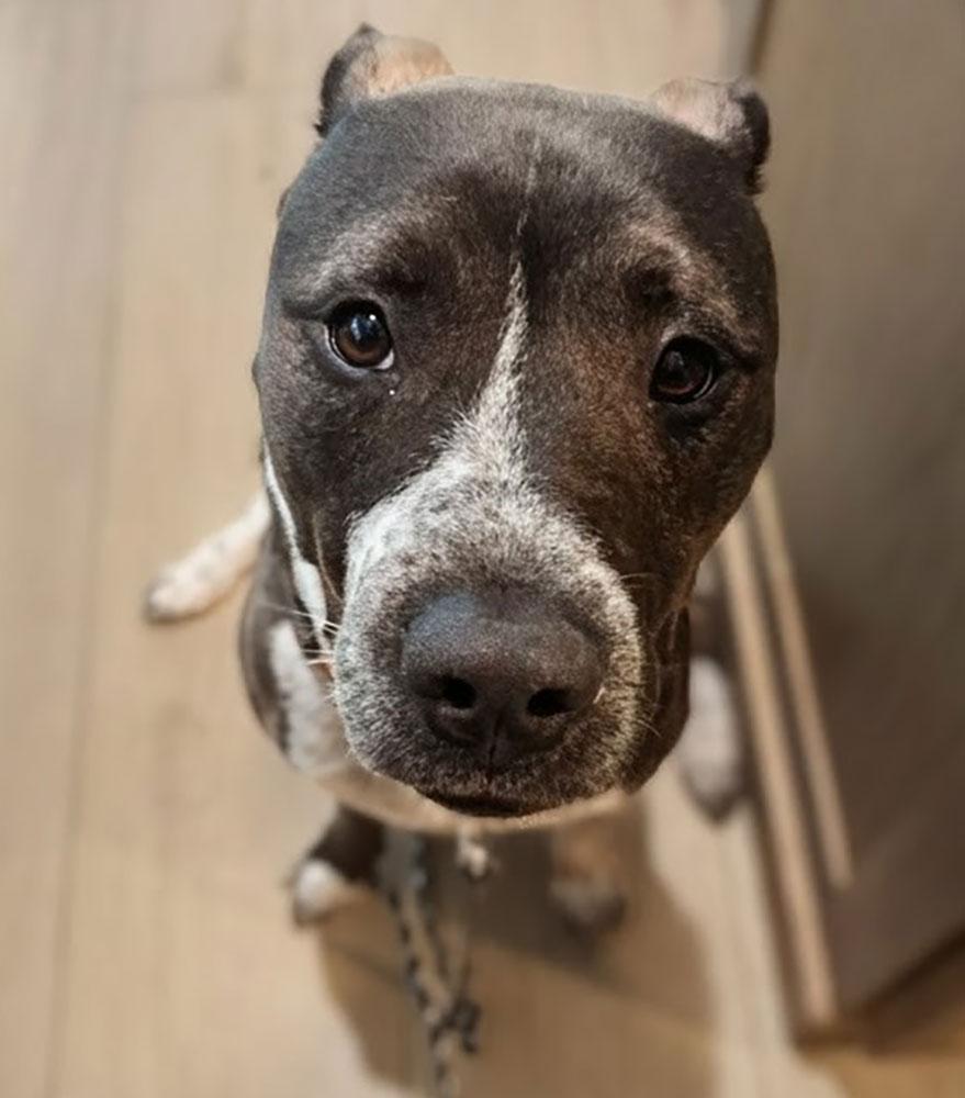 Brisky, a ADOPTABLE mixed breed in Bowie, MD image 4/5