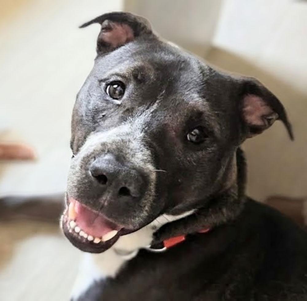 Brisky, a ADOPTABLE mixed breed in Bowie, MD image 3/5