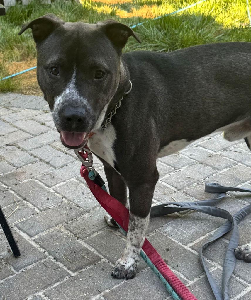Brisky, a ADOPTABLE mixed breed in Bowie, MD image 2/5