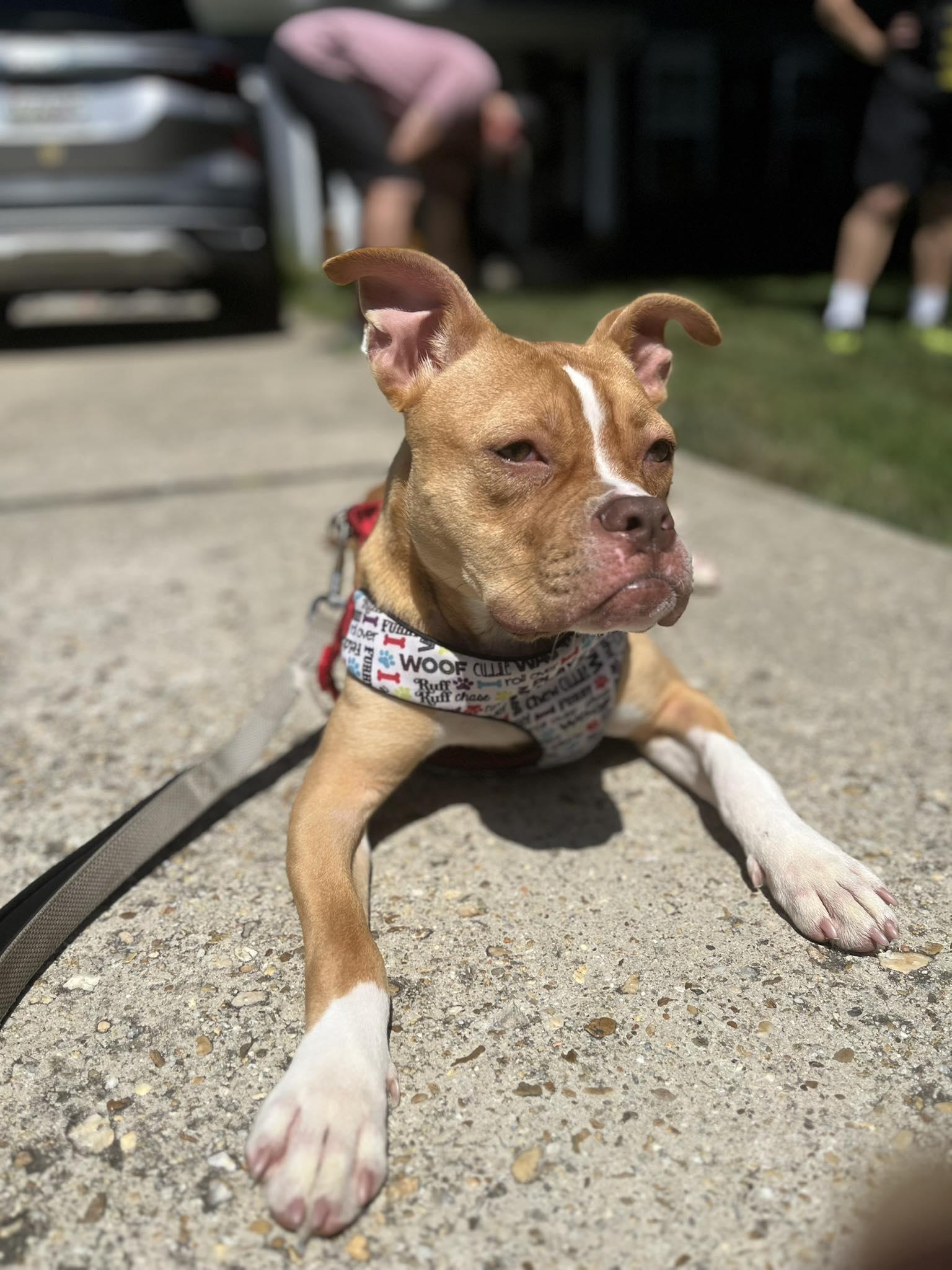 May, a Adoptable American Bulldog in Sunderland, MD image 3/6