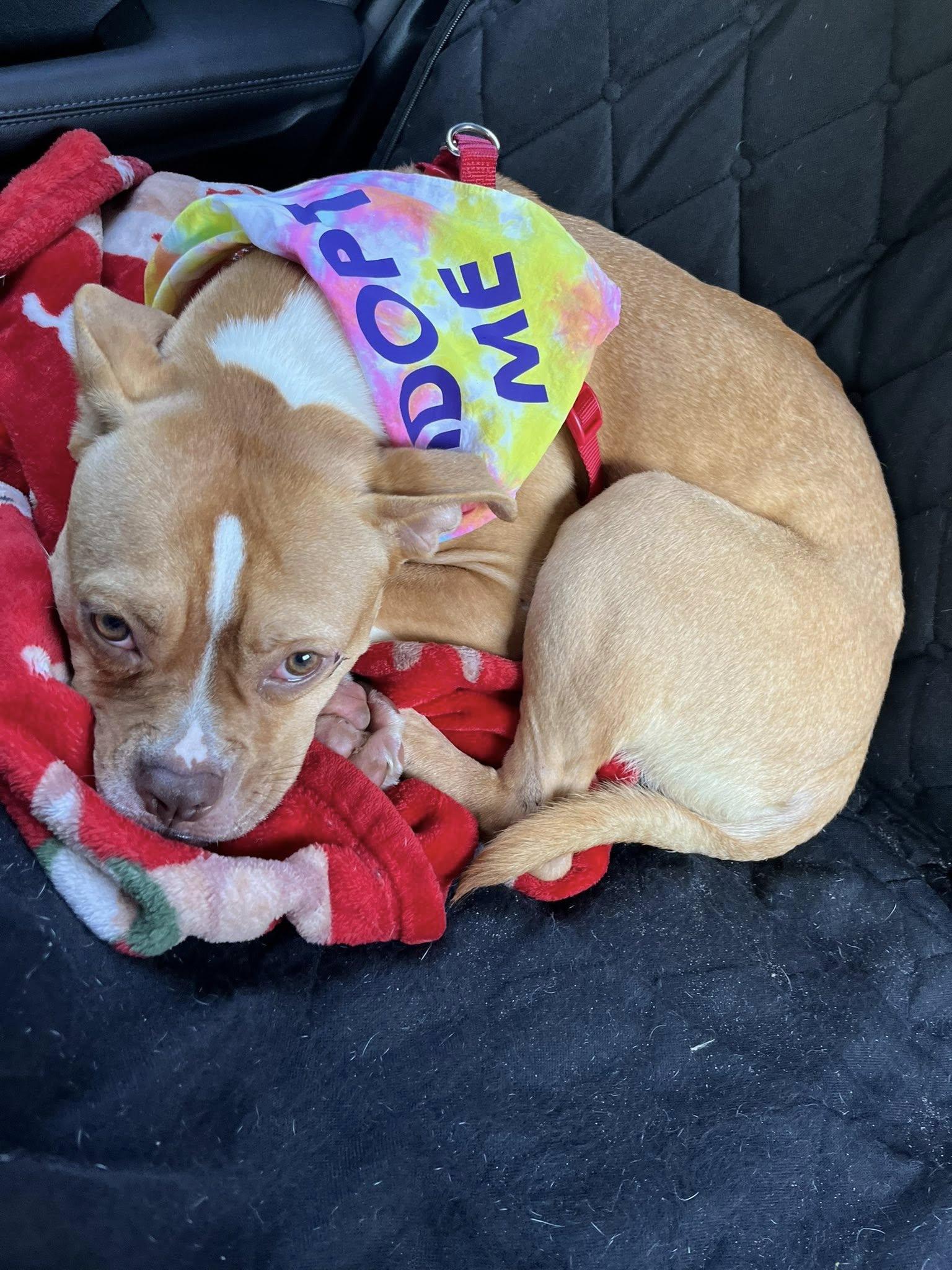 May, a Adoptable American Bulldog in Sunderland, MD image 4/6