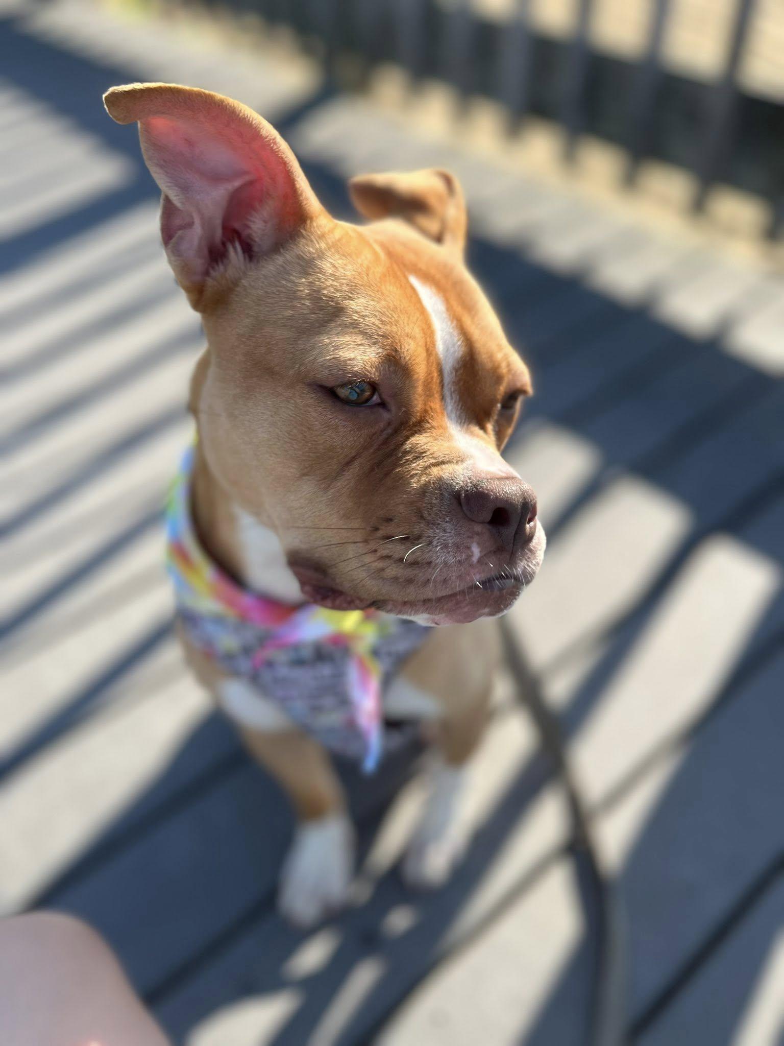 May, a Adoptable American Bulldog in Sunderland, MD image 5/6