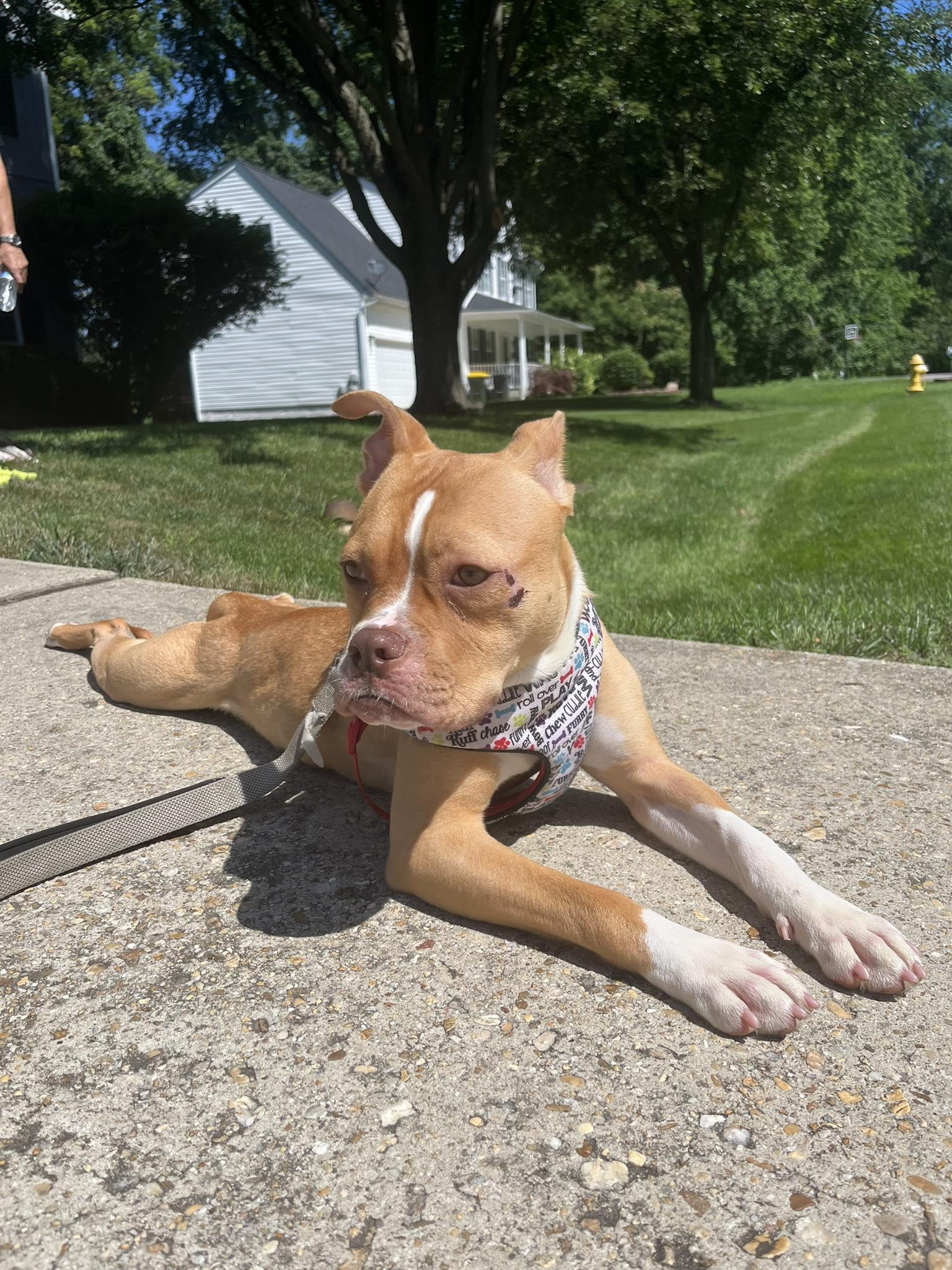 May, Adoptable, Young Female American Bulldog.