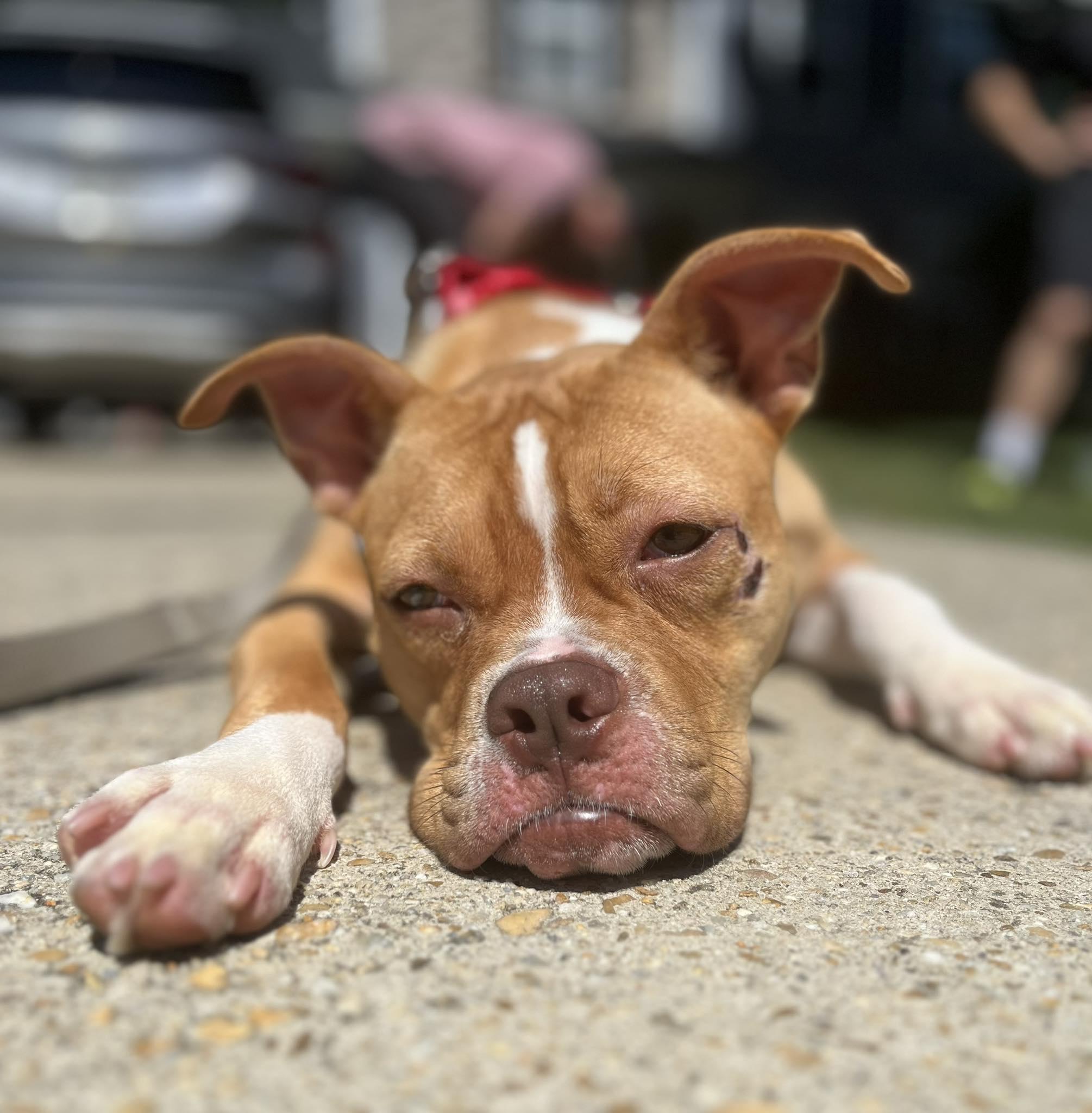 May, a Adoptable American Bulldog in Sunderland, MD image 6/6